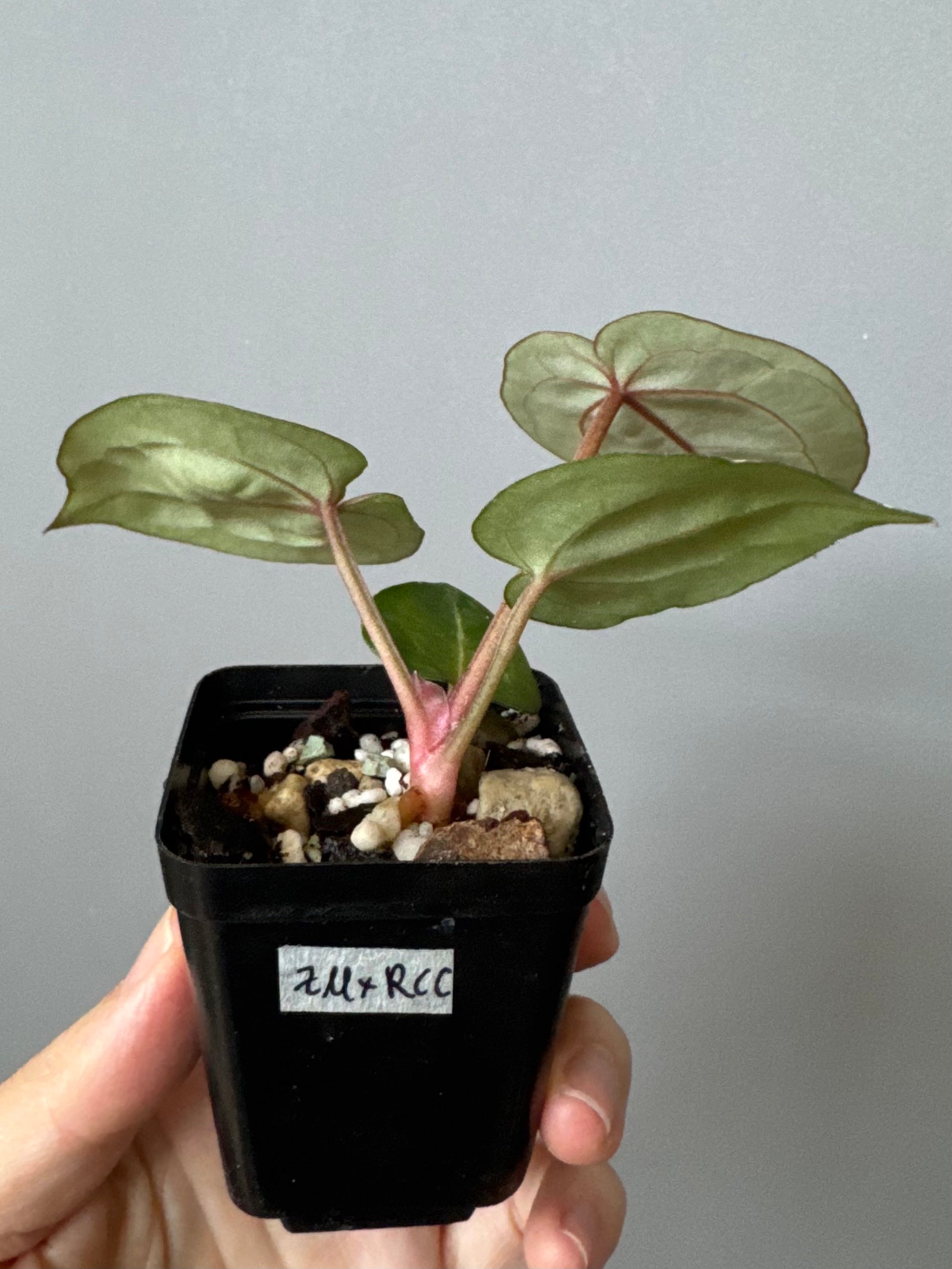 Anthurium (ZxM) x  (NSE Red Crystallinum x Carlablackiae)