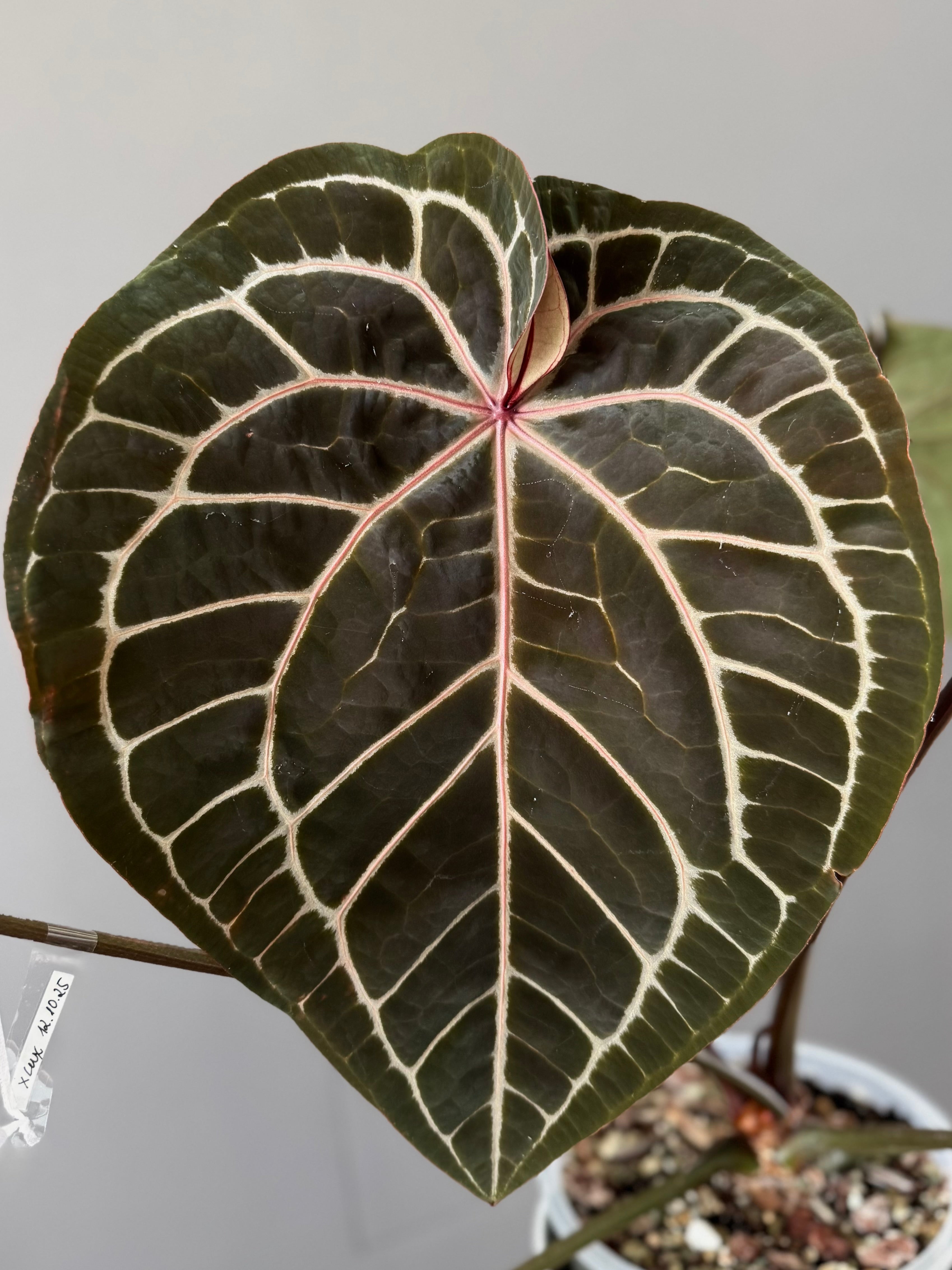Anthurium seedlings – crystallinum & co