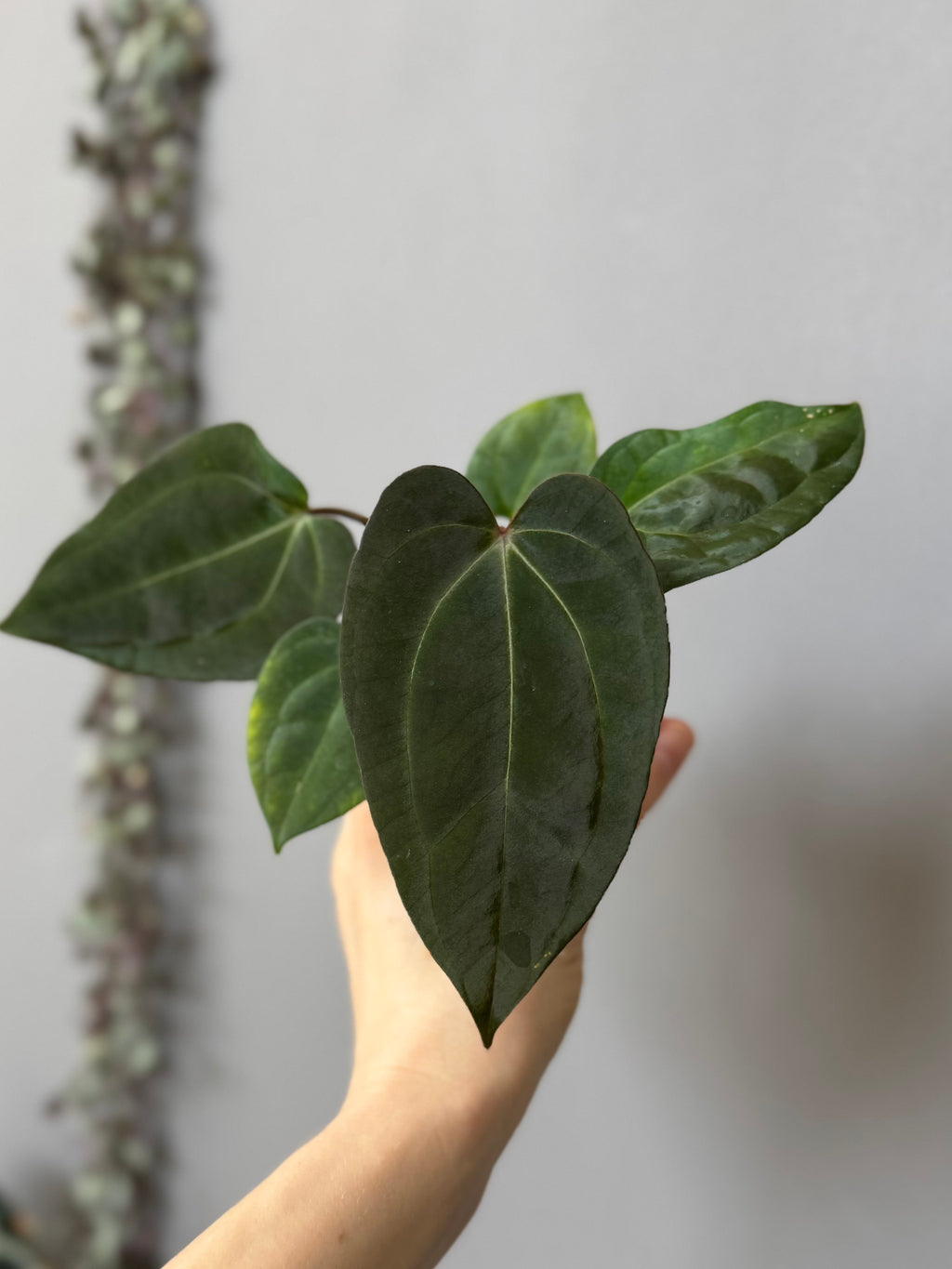 Anthurium (Papillilaminum Daniel x Besseae aff.) x  (NSE Red Crystallinum x Carlablackiae)