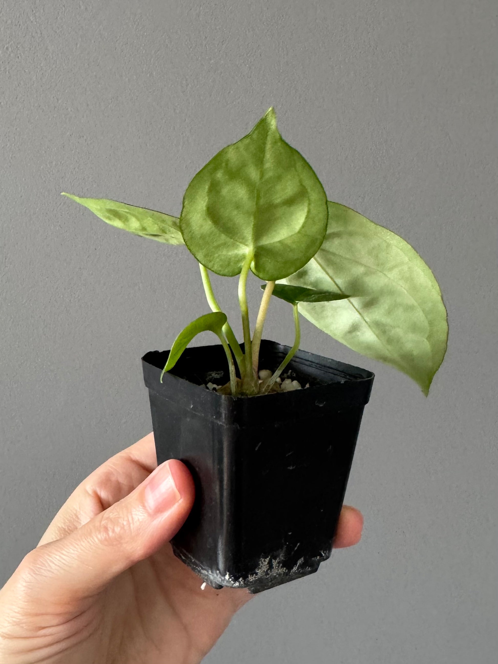 Forgetii Hybrid x  (AOS x Carlablackiae)