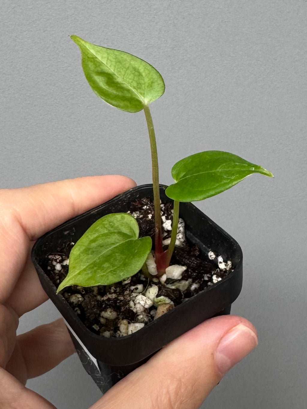 Anthurium PapillilaminumX x (KOS x Silver Blush)