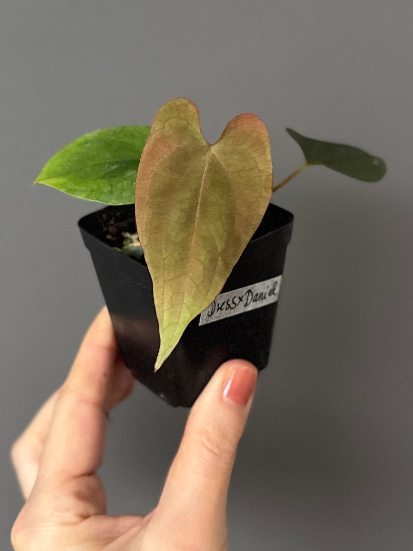 Anthurium dressleri x papillilaminum ‘Daniel’