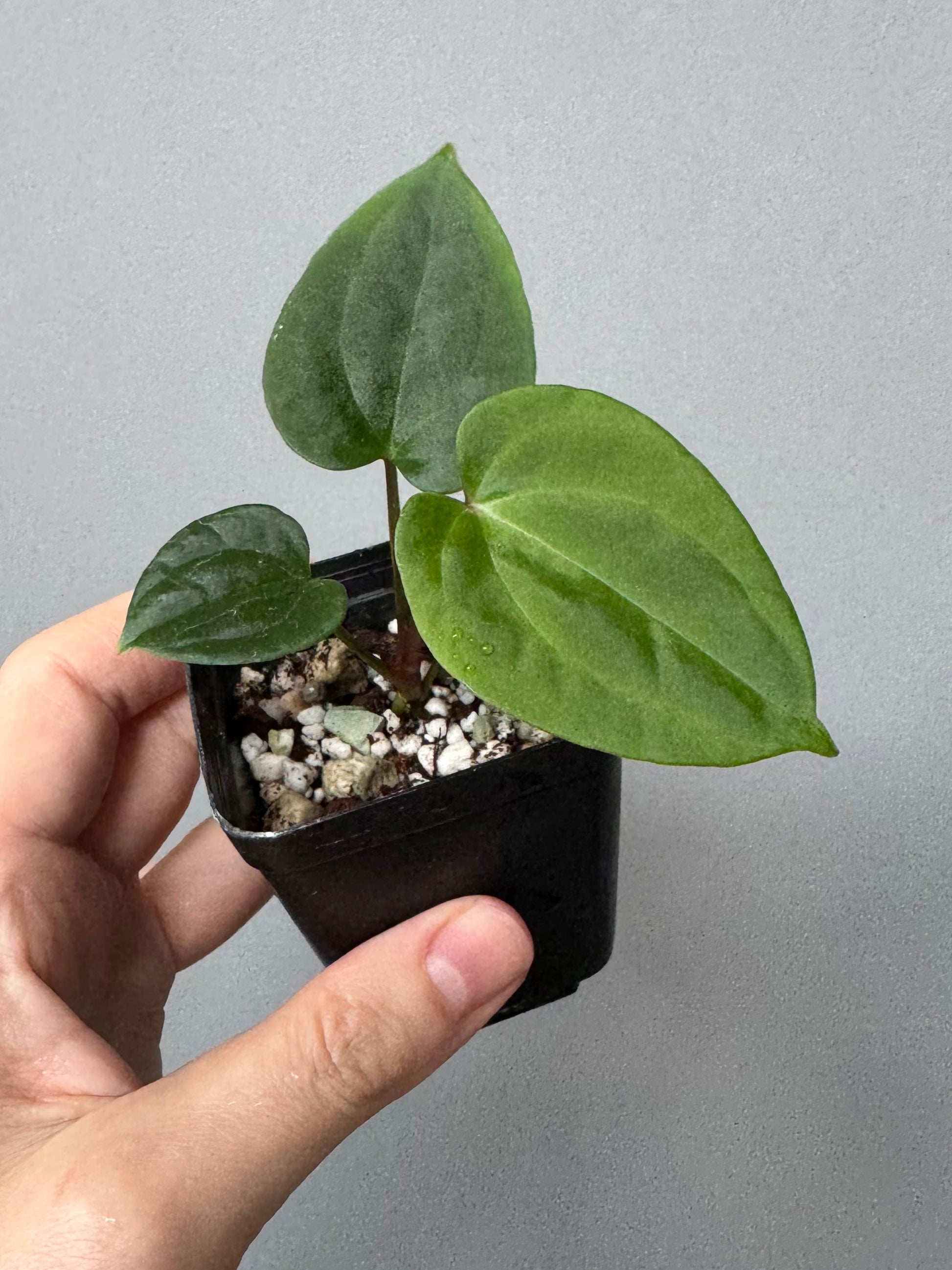 Anthurium Besseae aff. x RVDP