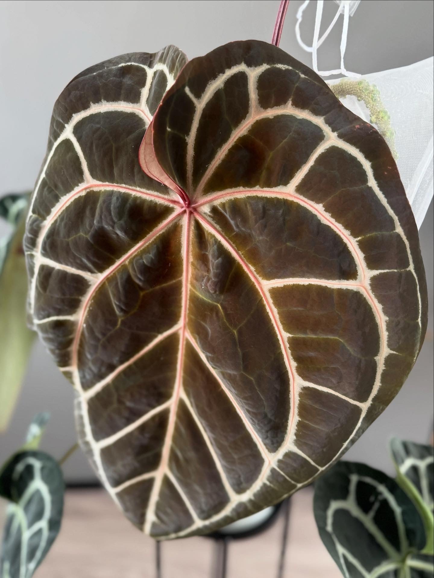 (Zara x (MxZ)) x  RVDP Clone - gekeimte Samen