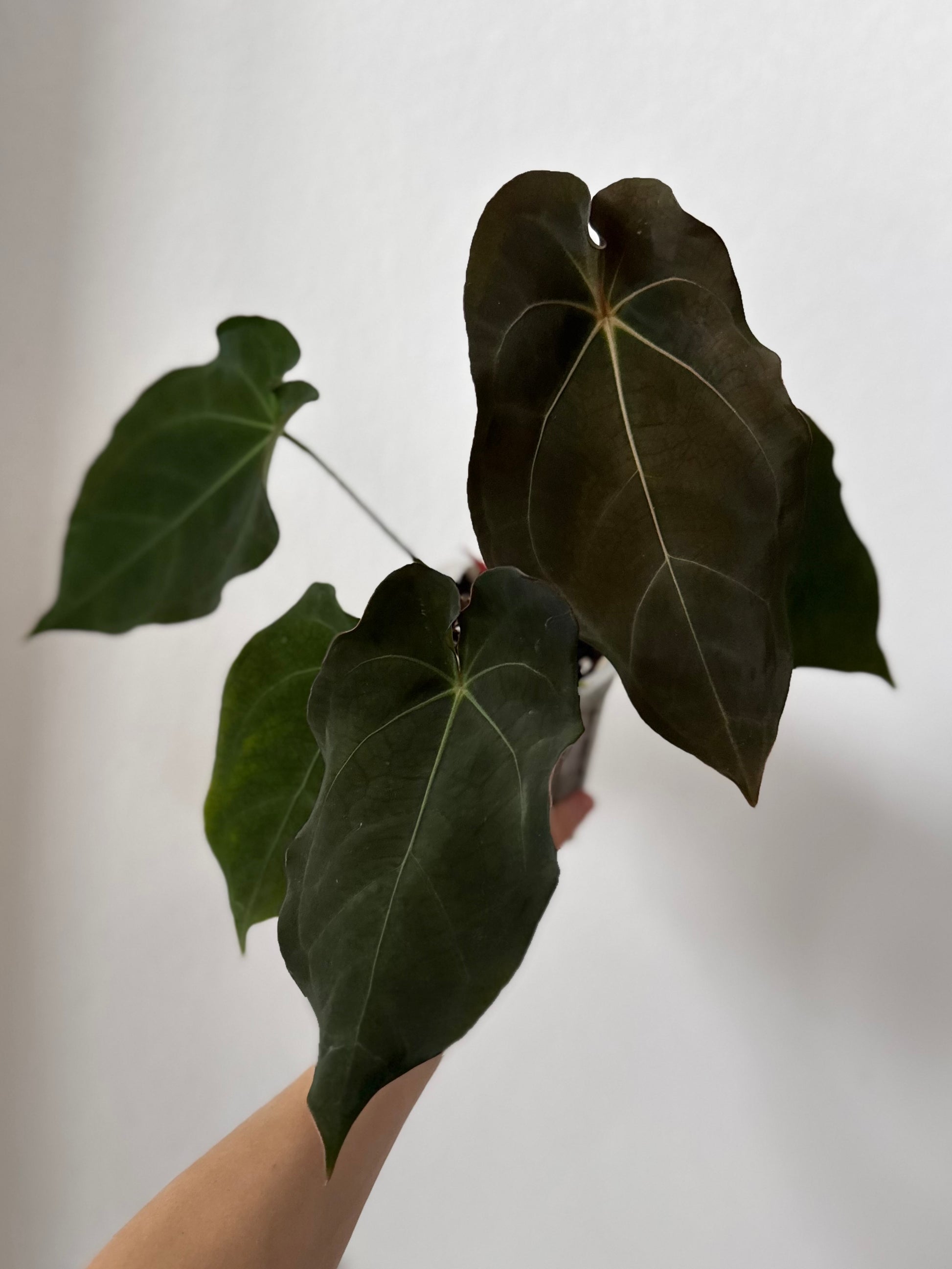 Anthurium forgetii x (besseae black x BVEP)