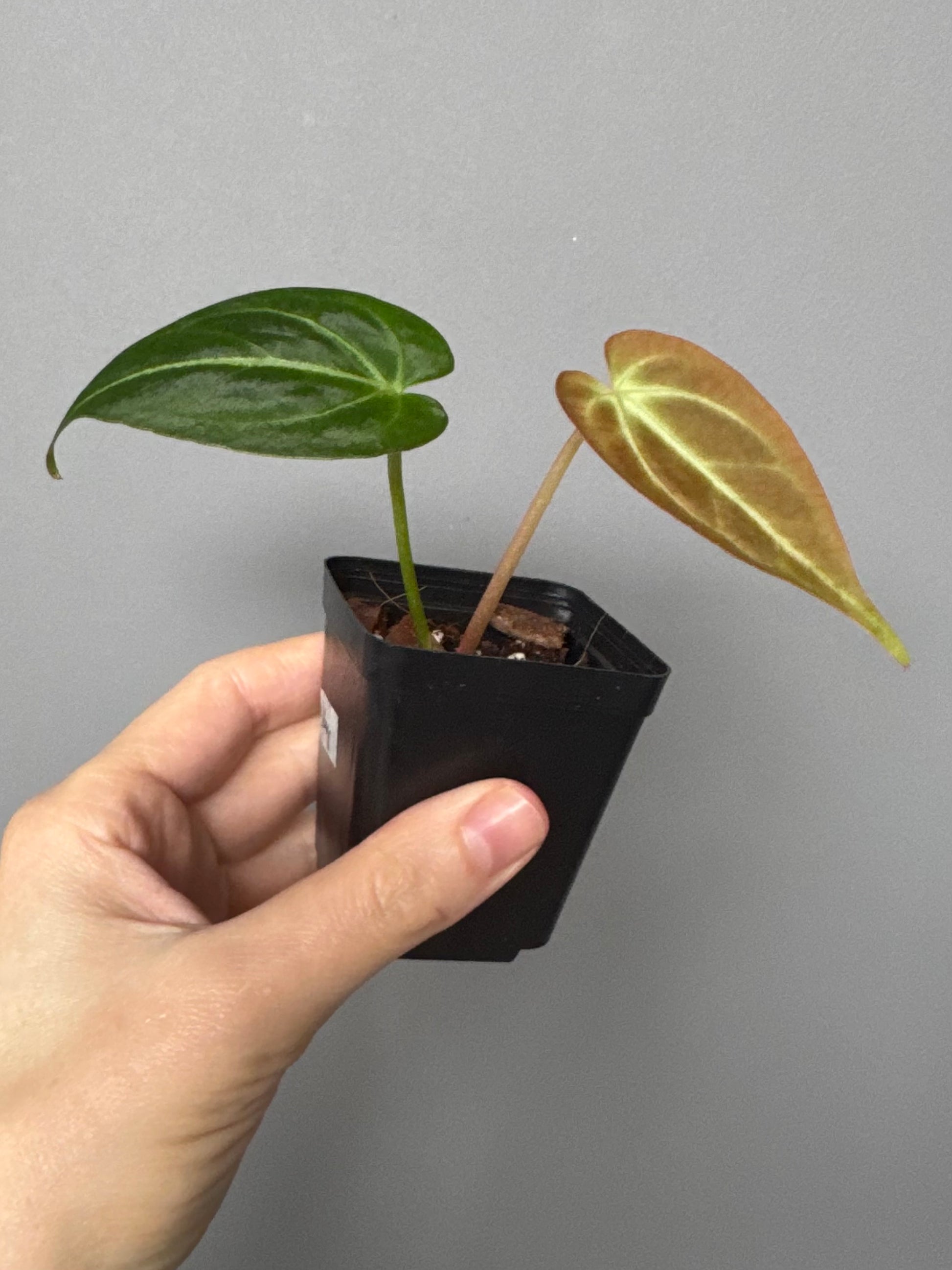 Anthurium magnificum