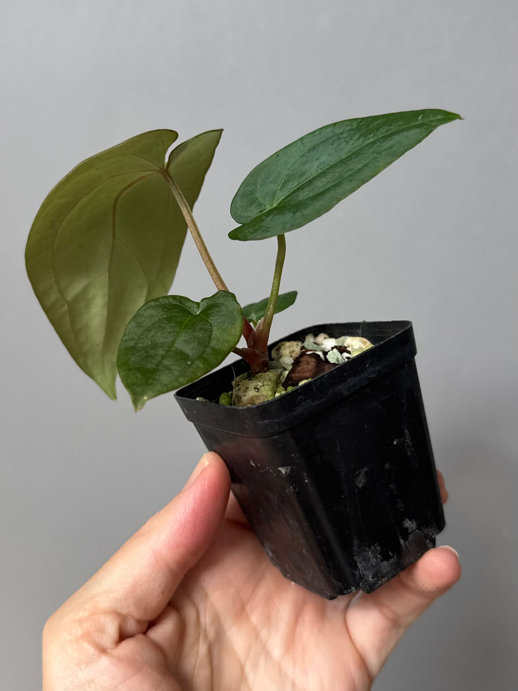 Anthurium (Crystallinum chocolate x BVEP) x BVEP OG1