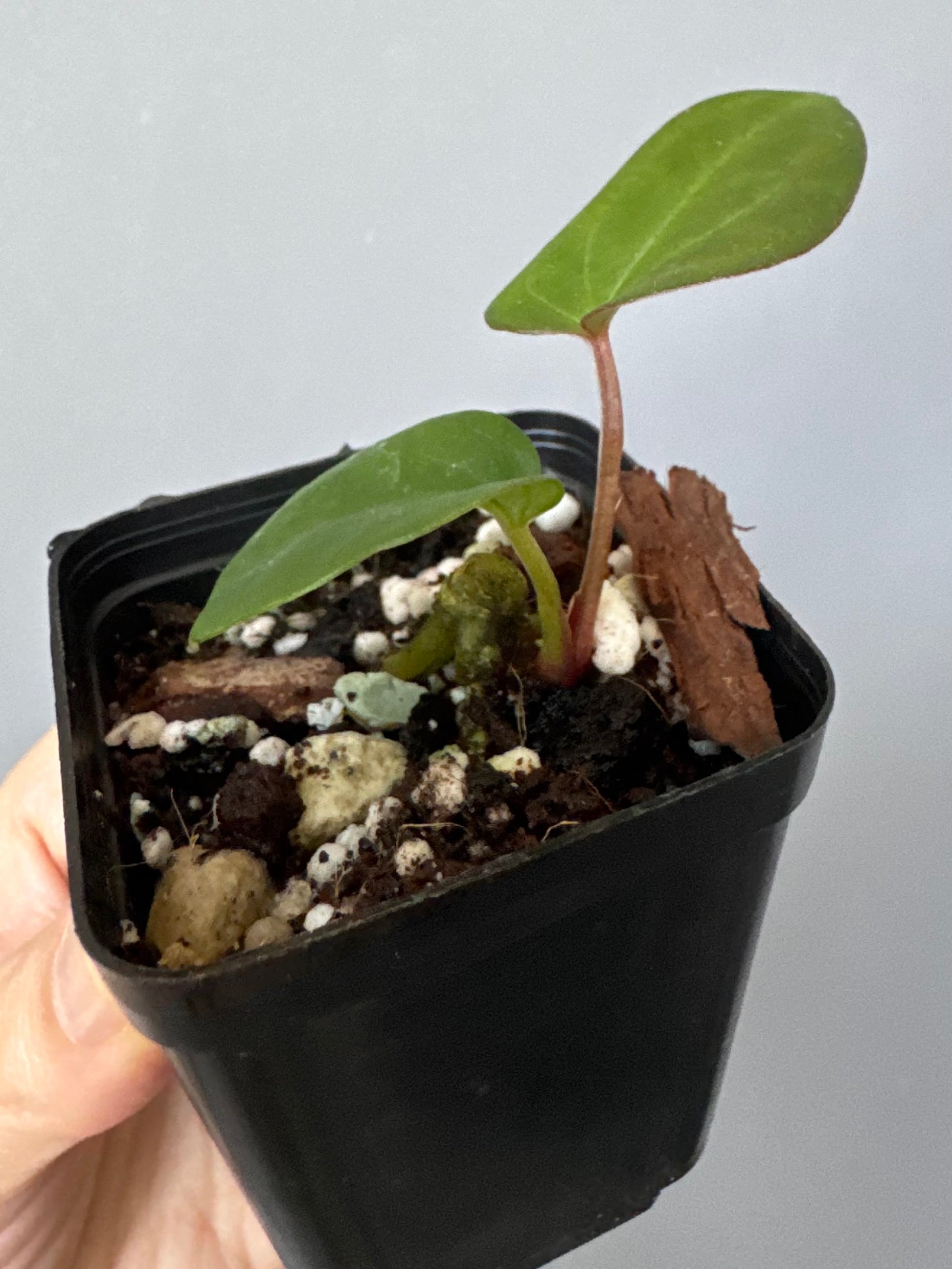 Anthurium ZxM X RVDP cutting