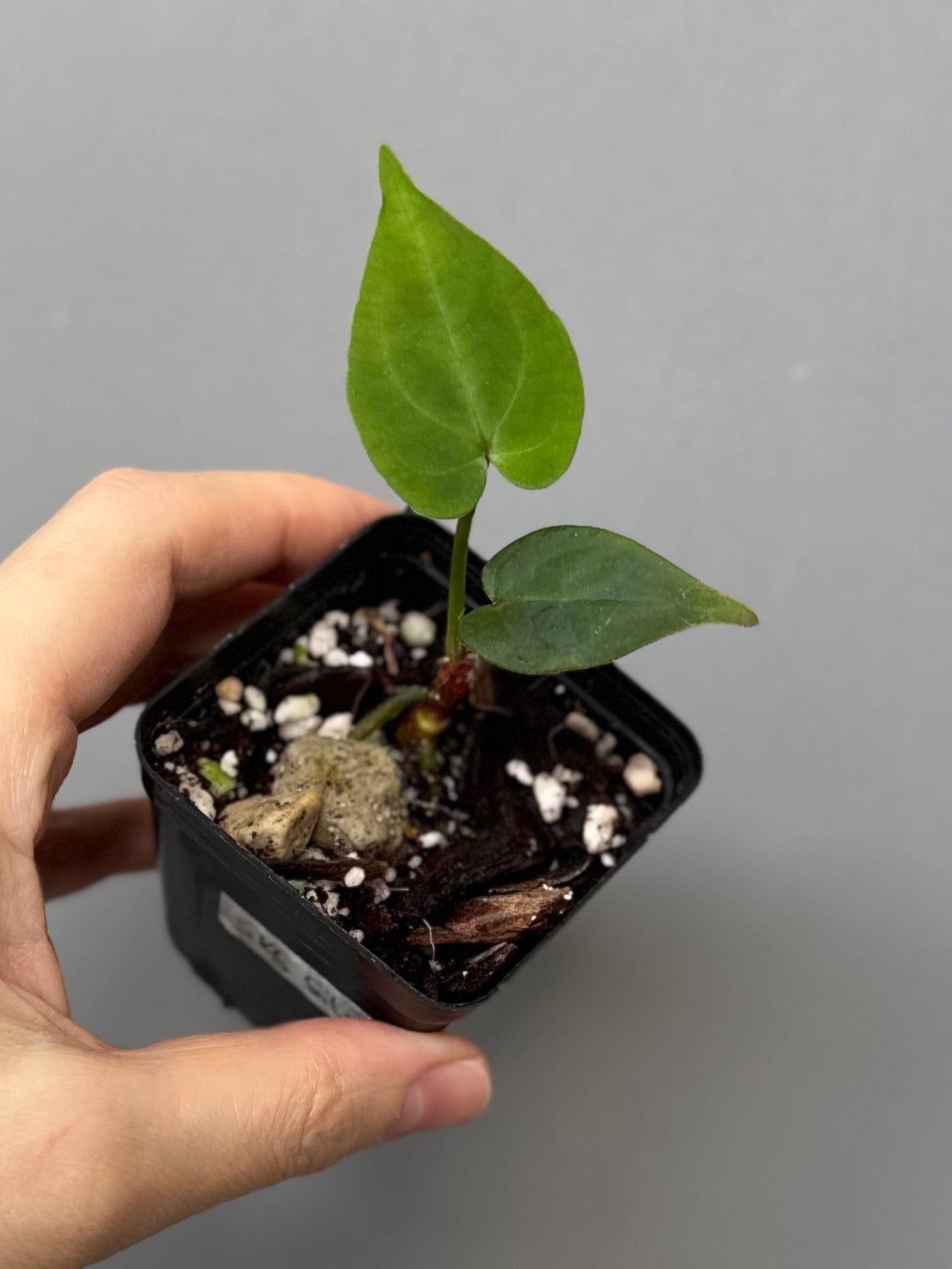 Anthurium SKG Silver x Carlablackiae Wu2 (by miss_aracea)