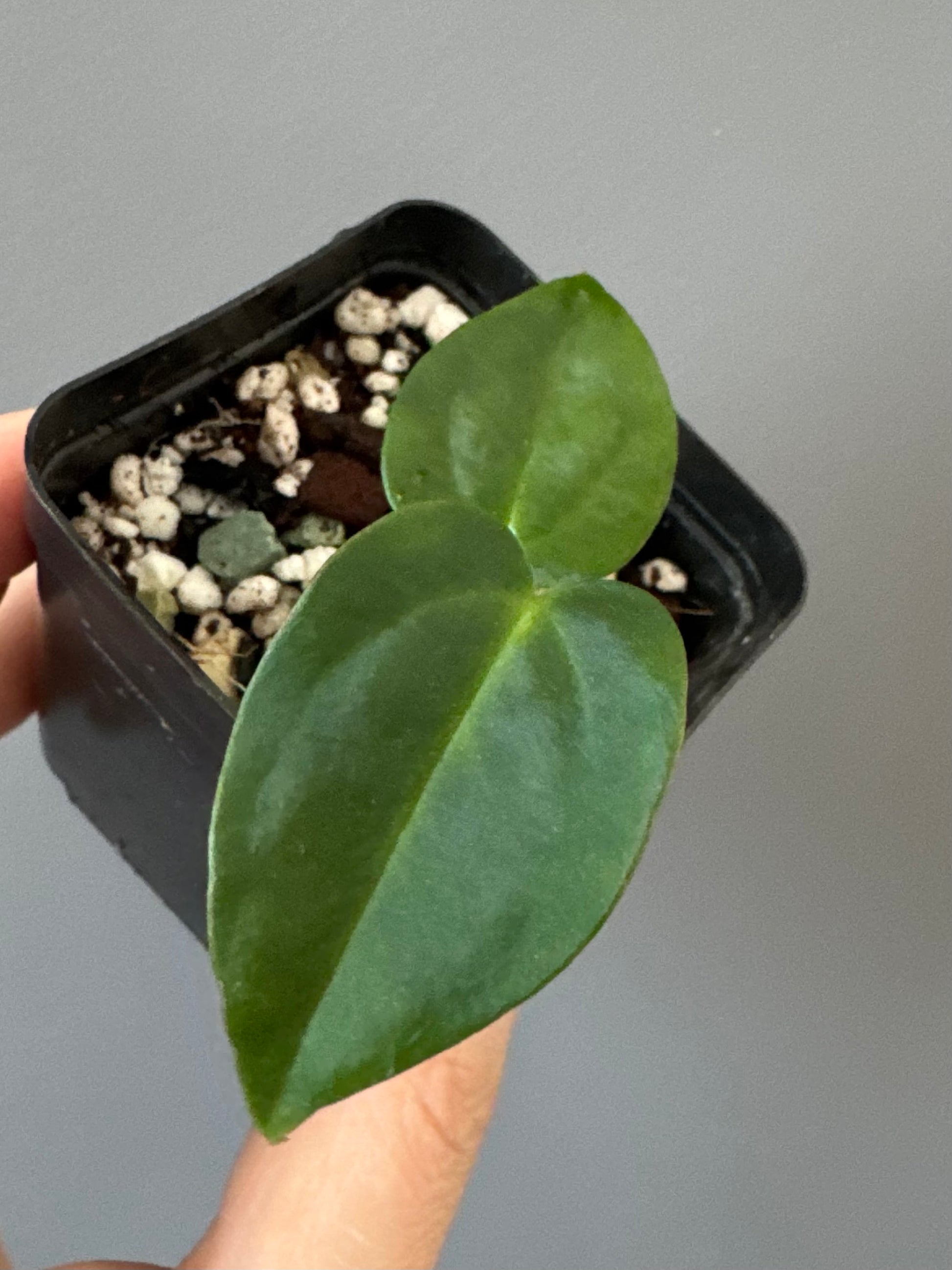 Anthurium (NoID x papi Indo) x (DHxRVC)