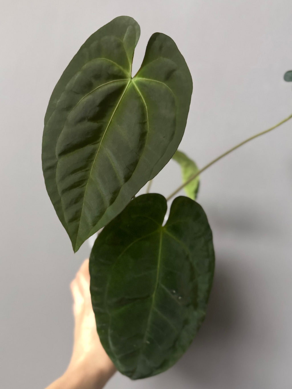 Anthurium papillilaminum x besseae aff.