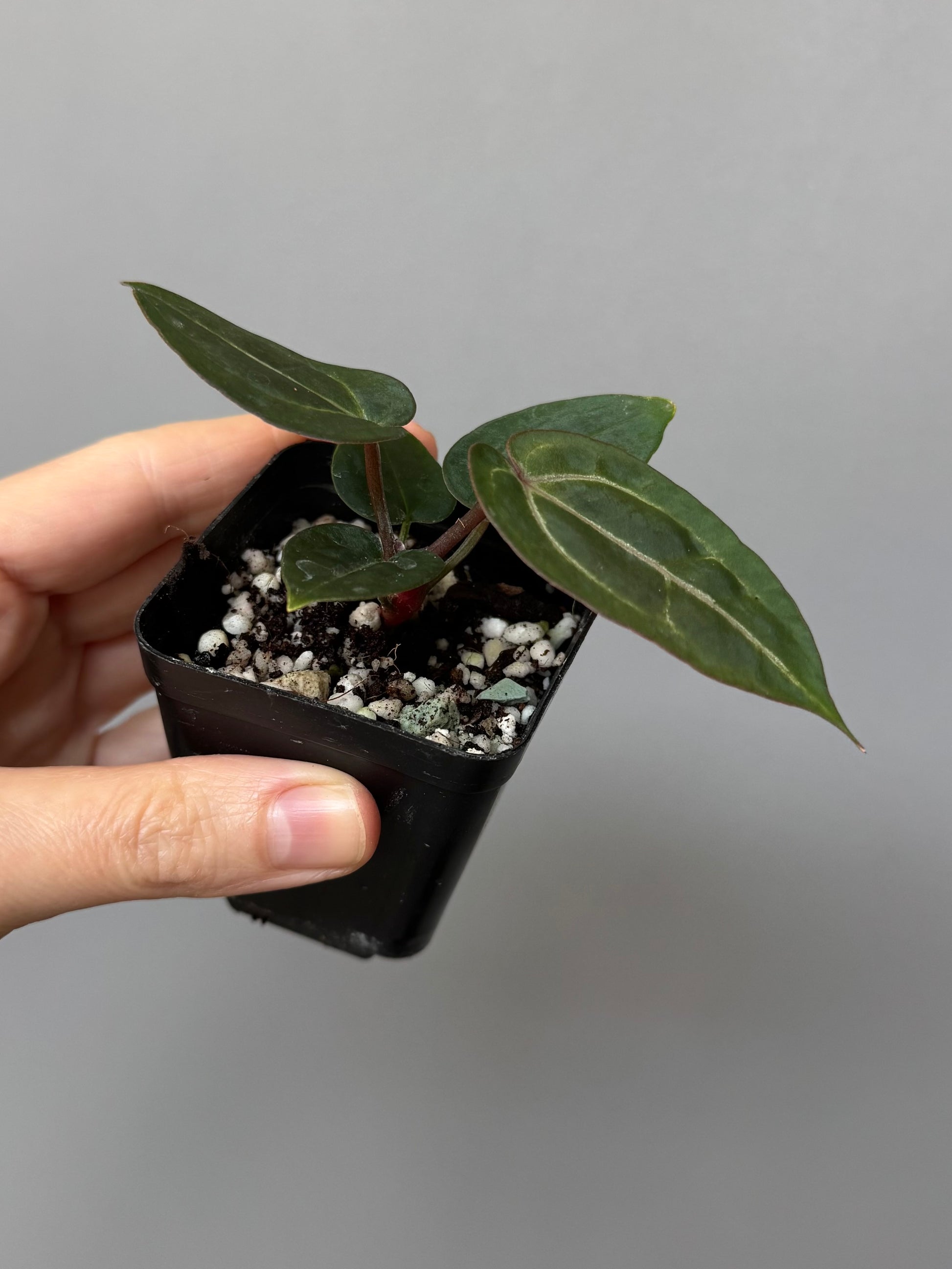 Anthurium (ZxM) x  (NSE Red Crystallinum x Carlablackiae)
