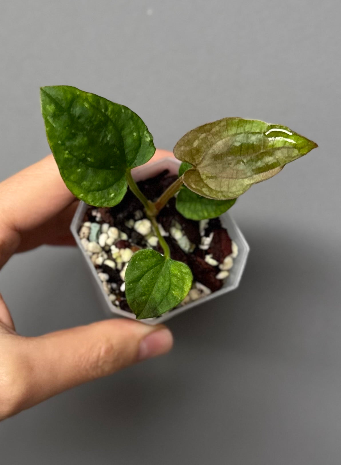 Anthurium Dressleri RG F2 x black (Grant)