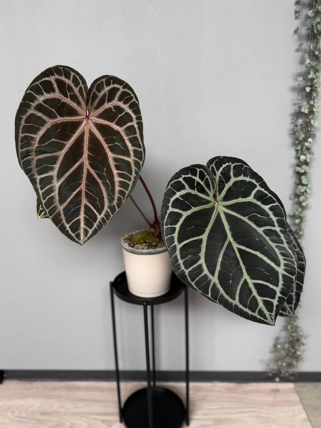 Anthurium Crystallinum Select Color x M