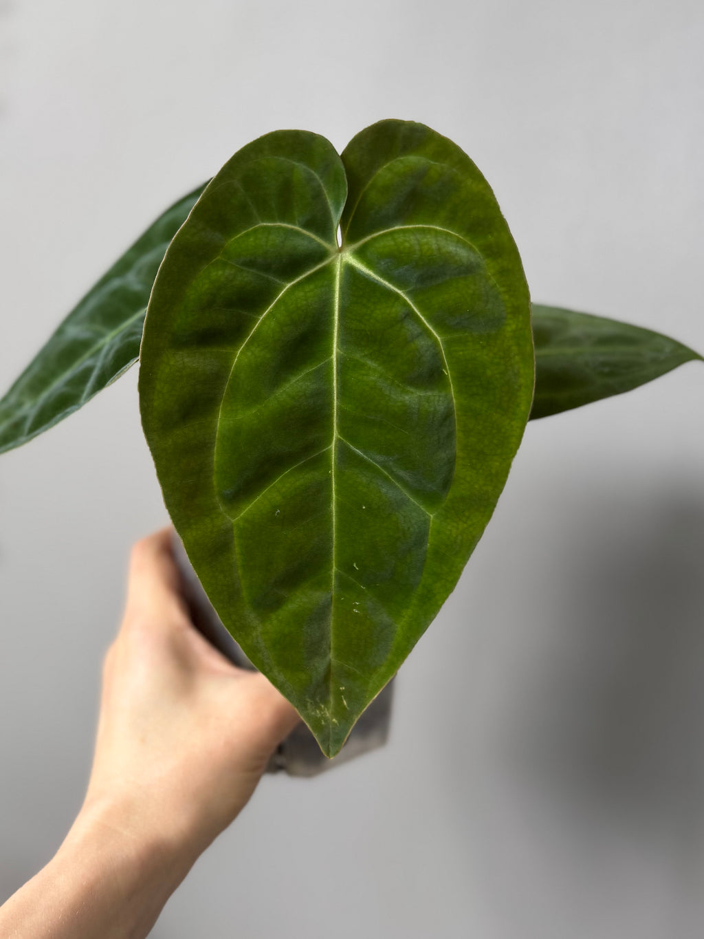 Anthurium papillilaminum x besseae aff.