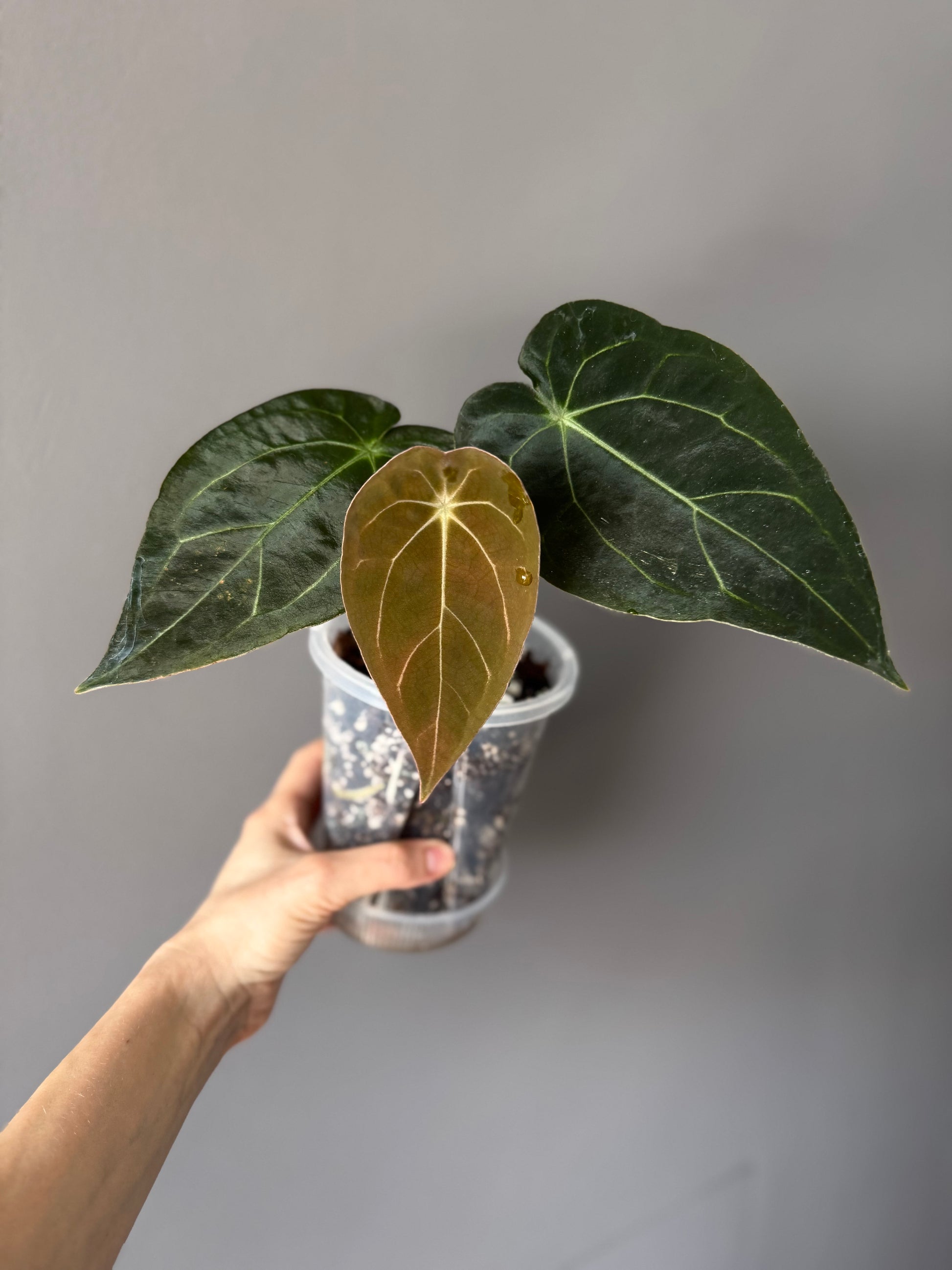 Anthurium forgetii x carlablackiae