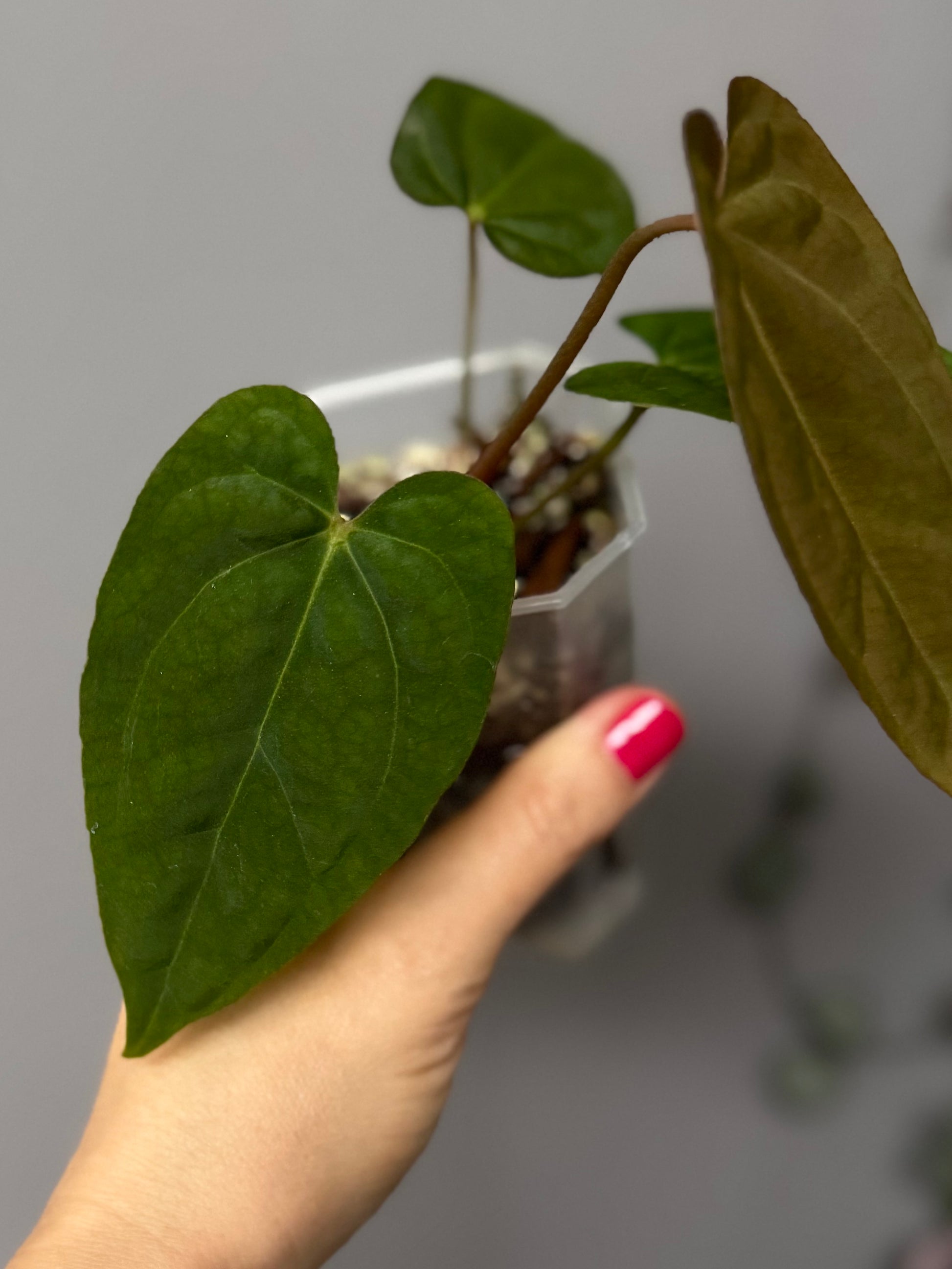 Anthurium Tezula AOS df x BVEP neon (Sarah/botanophile)