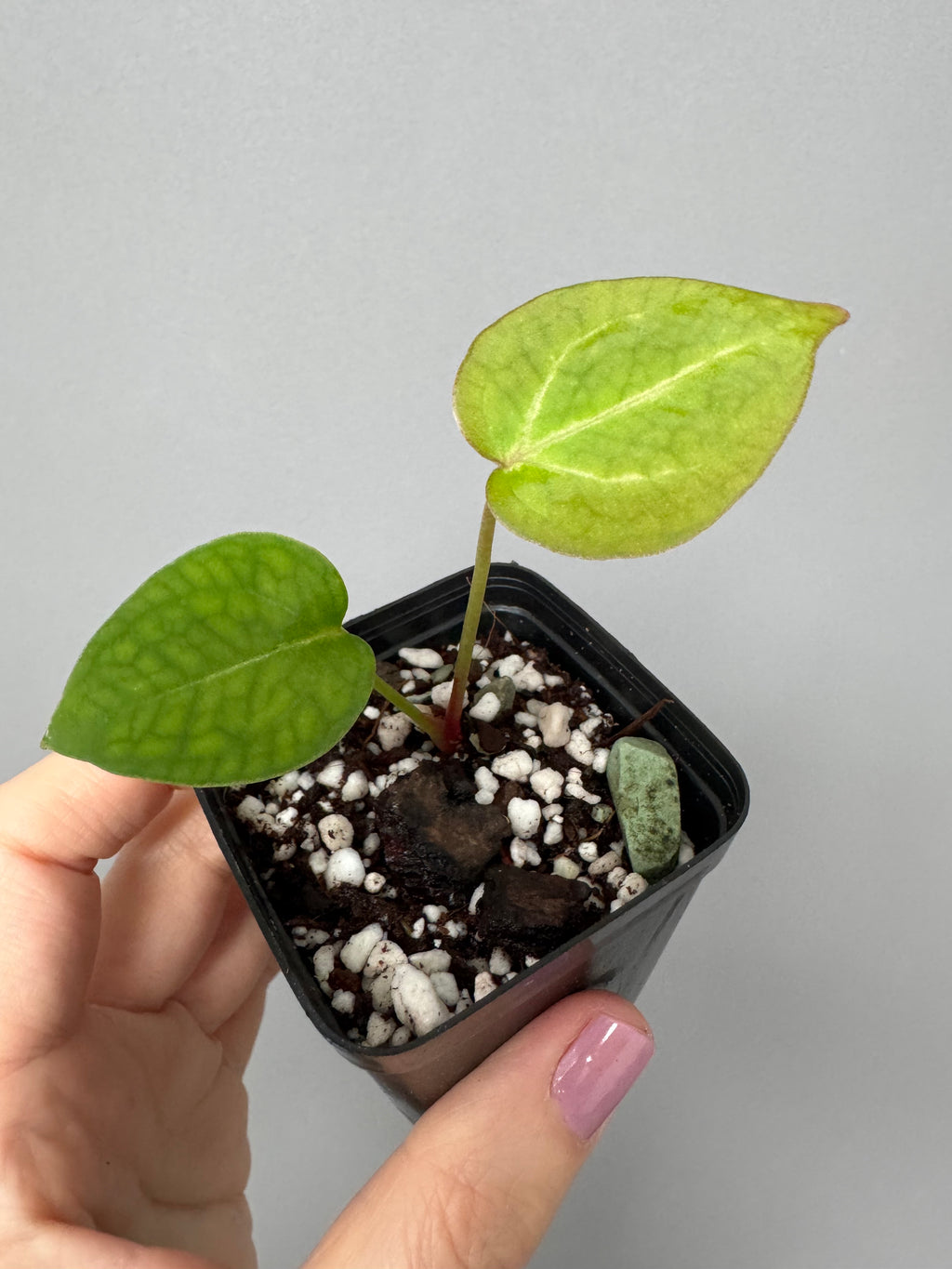 Anthurium Silver Blush x NSE CarlablackiaeX