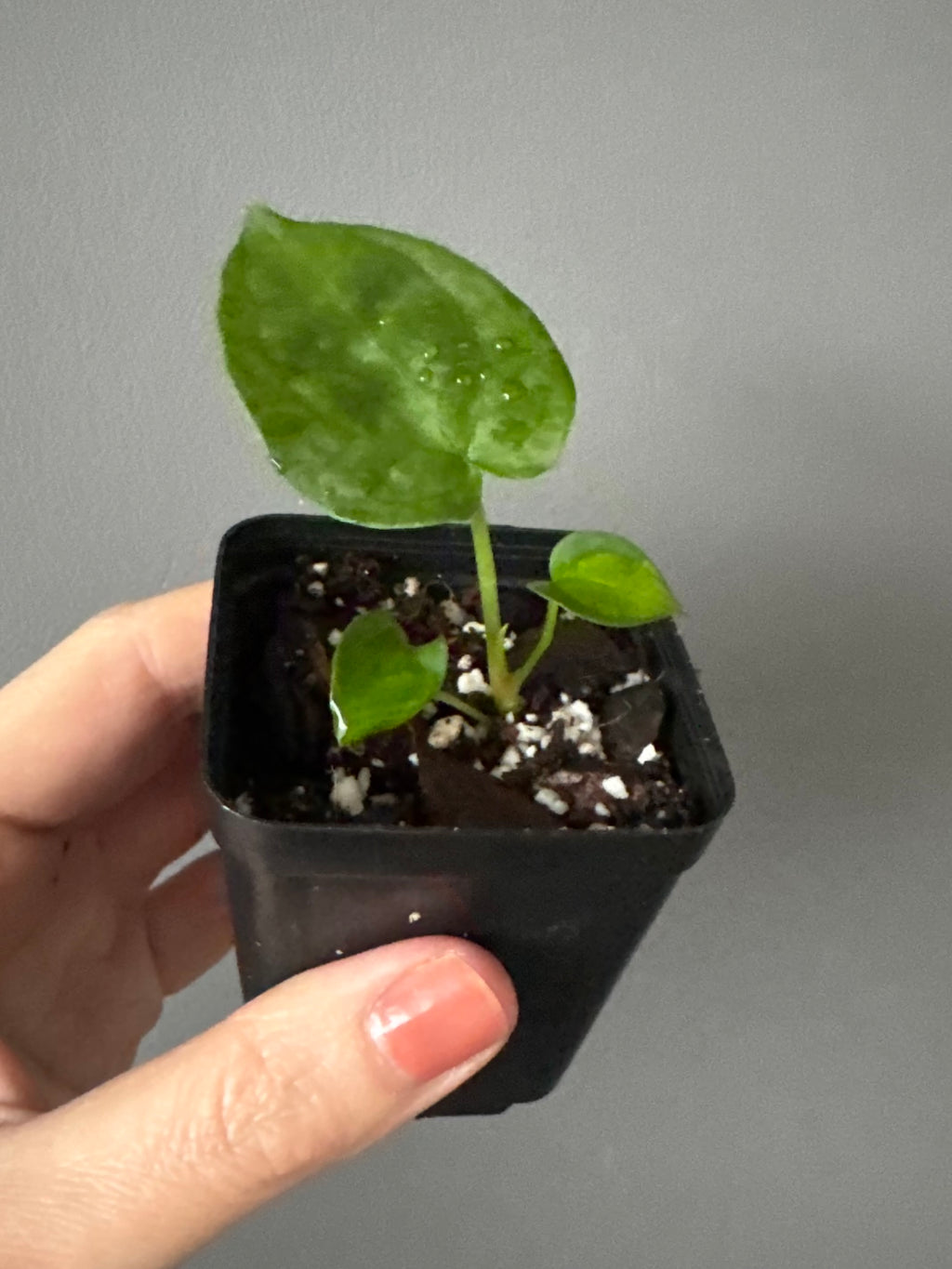Anthurium forgetii (White Stripes x Dark Form)
