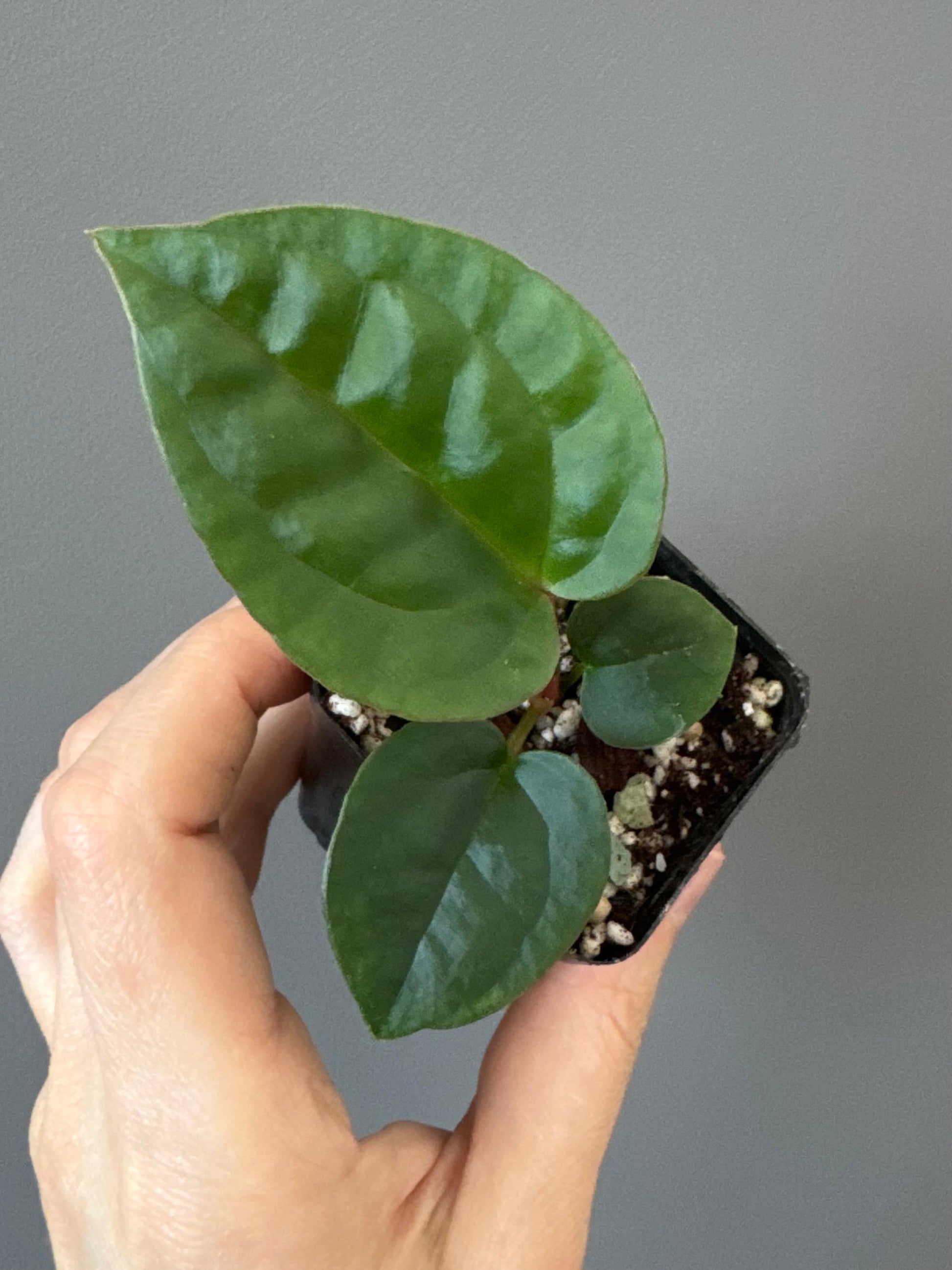 Anthurium ZxM x luxurians