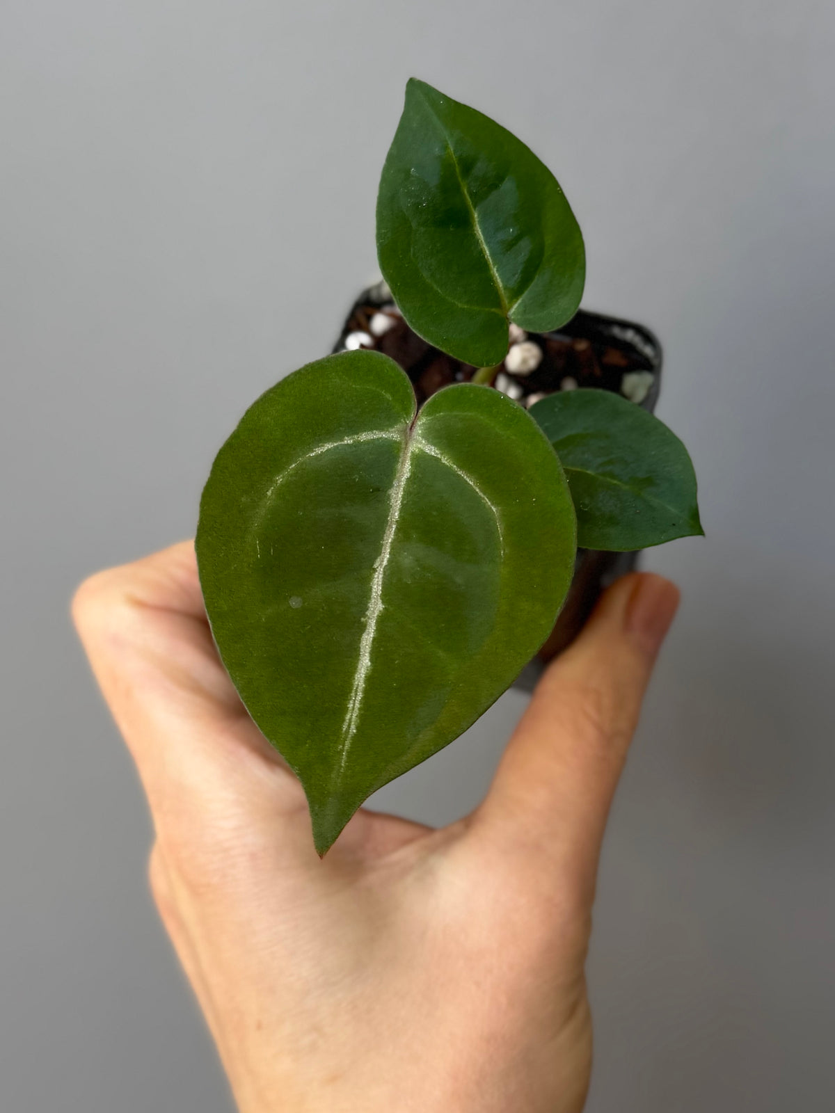 Anthurium (ZxM) x (NSE Red Crystallinum x Carlablackiae)