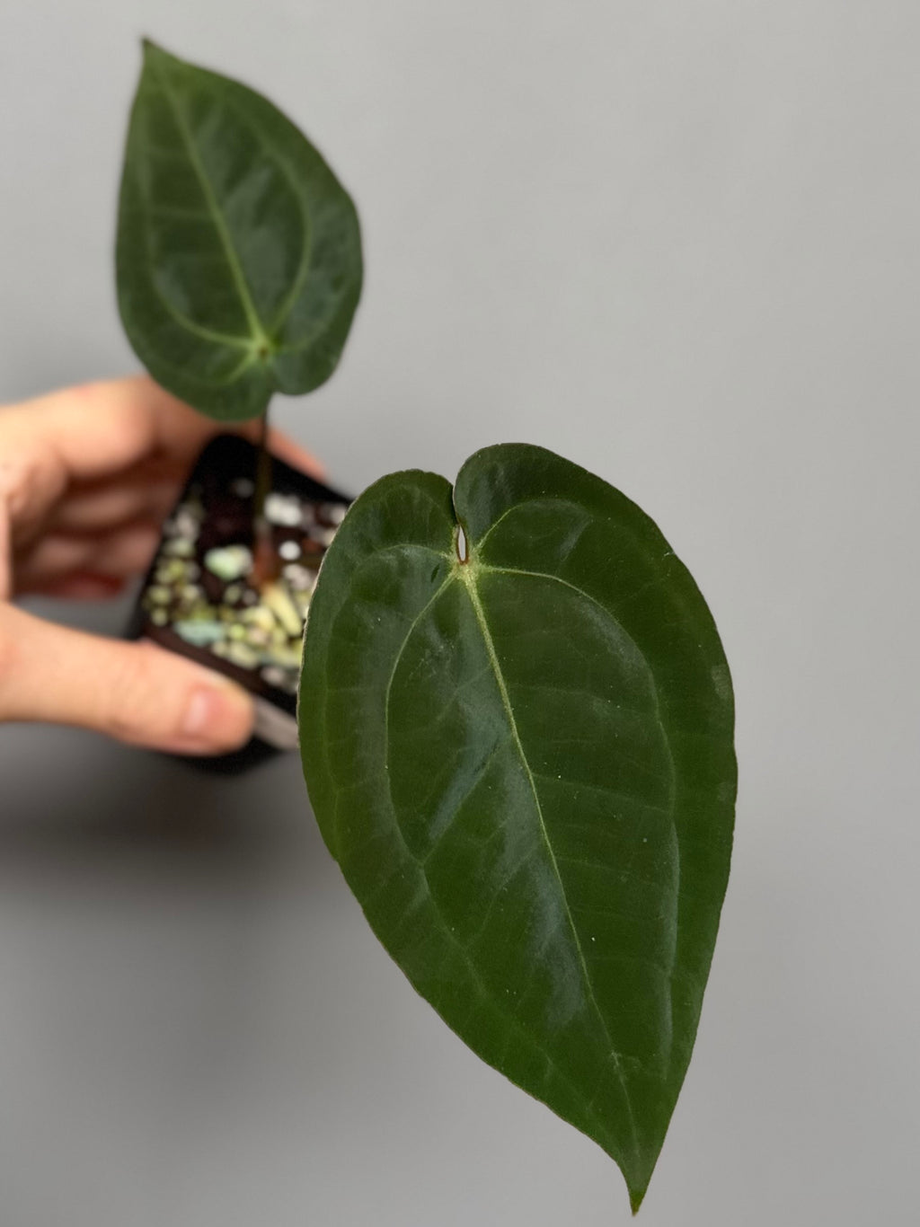 Anthurium papillilaminum x Michelle