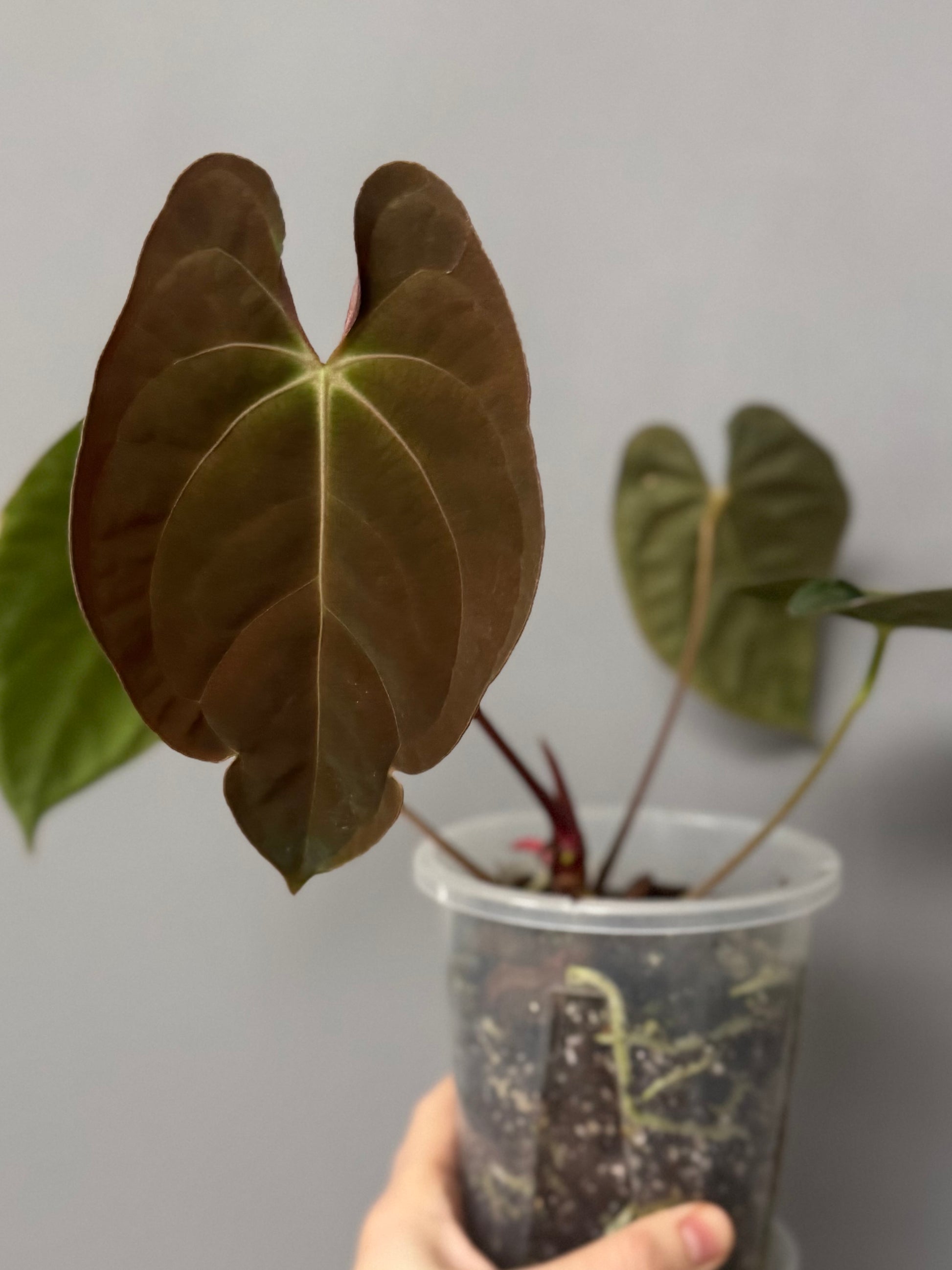 Anthurium Papillilaminum T6xT7