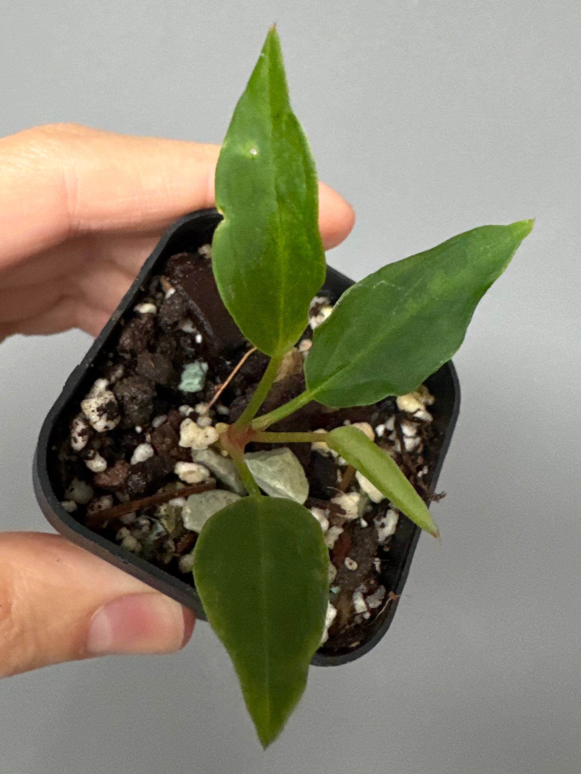 Anthurium ((magnificum x crystallinum) x NoID) X Papillilaminum - Mutation 2