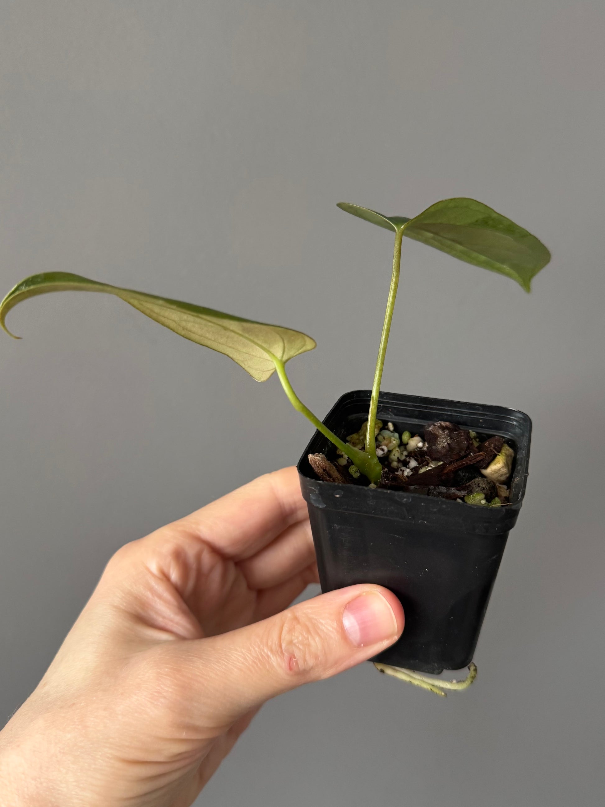 Anthurium Subsignatum x papillilaminum ‚Marie‘