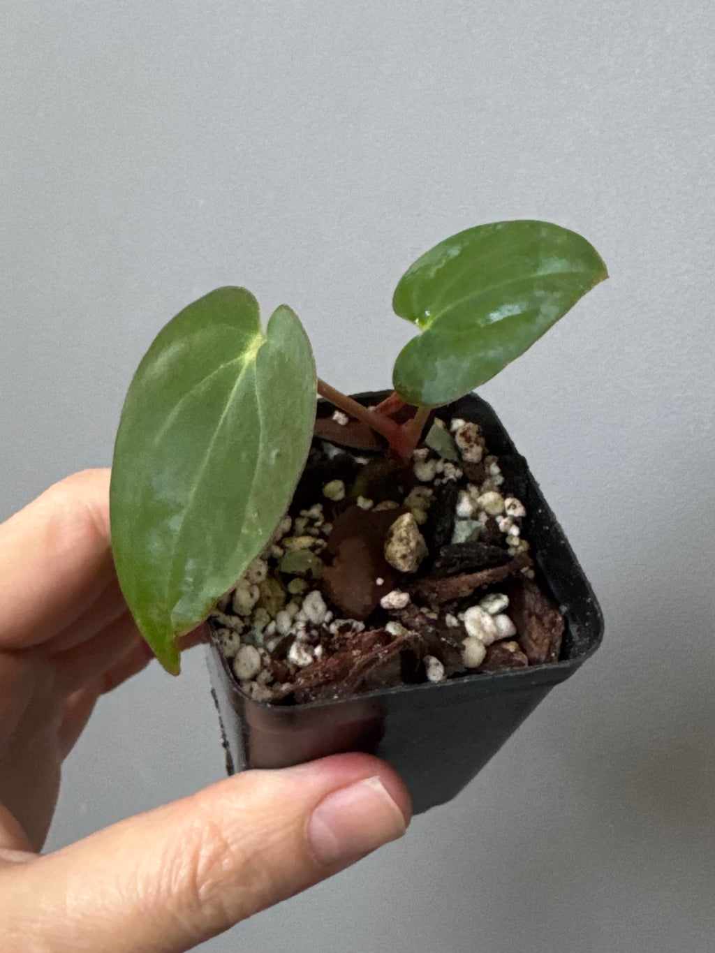 Anthurium carlablackiae RA13 x BVEP OG1 (#1) - cutting
