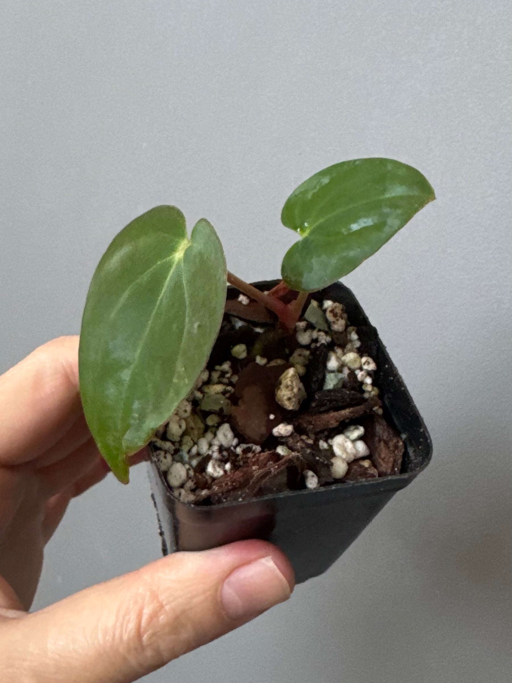 Anthurium carlablackiae RA13 x BVEP OG1 (#1) - cutting