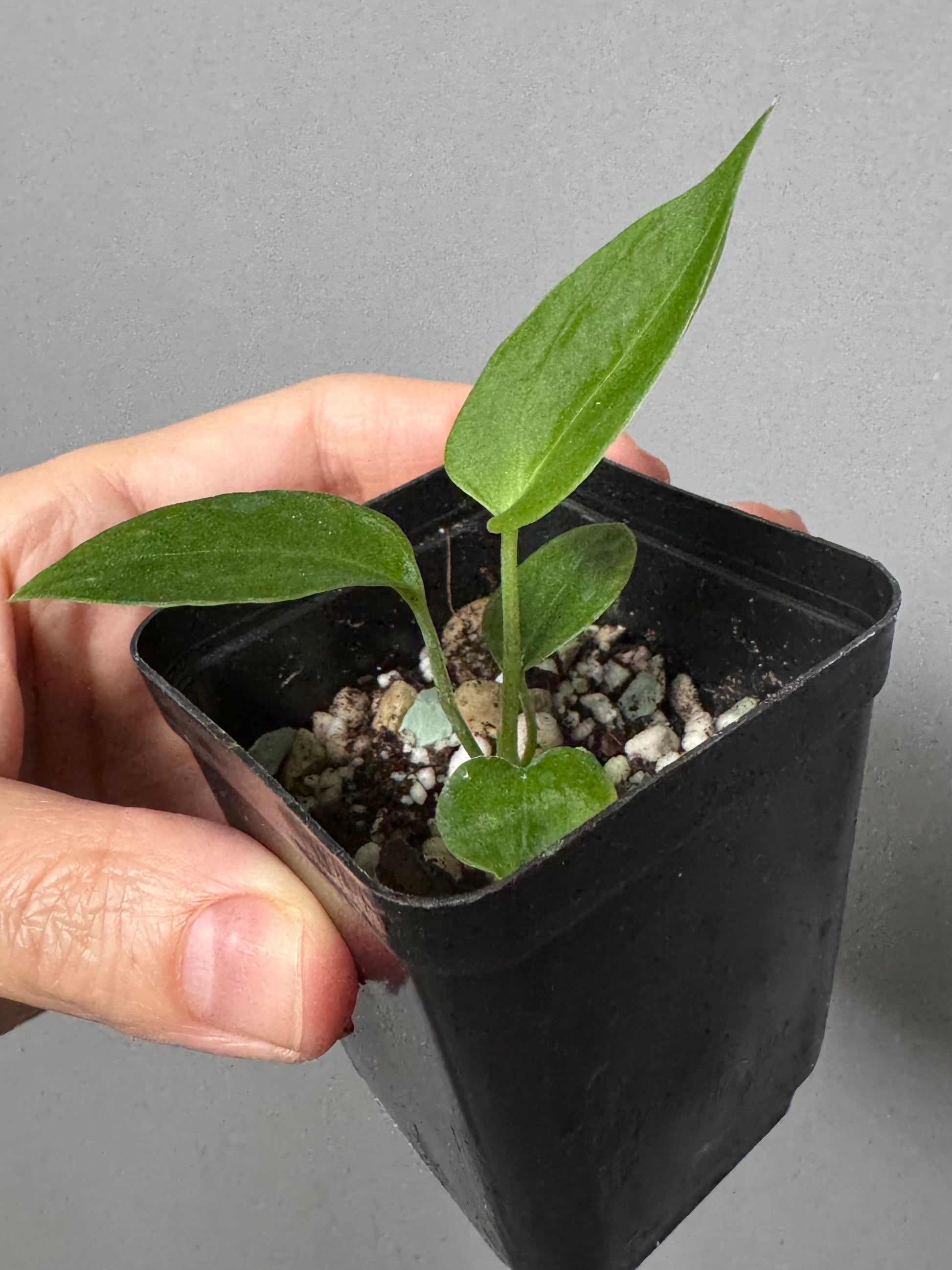 (Papillilaminum Daniel x Besseae aff.) x warocqueanum (seedling 1)