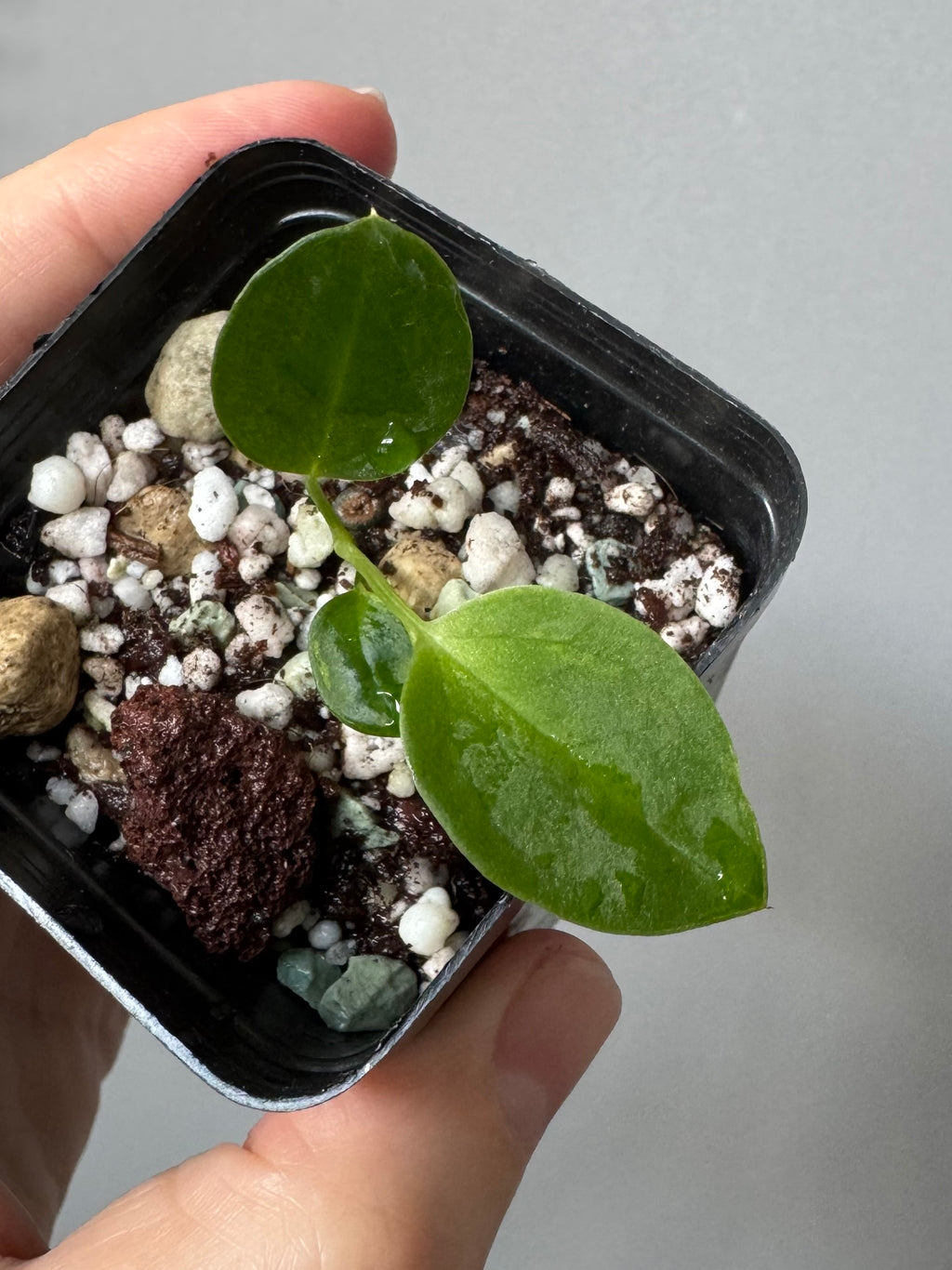 (Papillilaminum Daniel x Besseae aff.) X warocqueanum