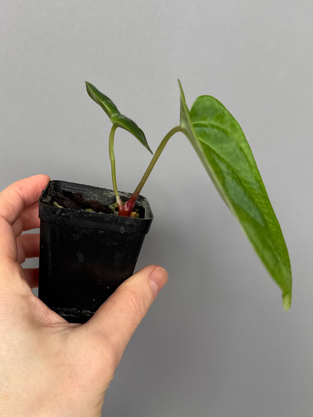 Anthurium NoID x besseae aff. long