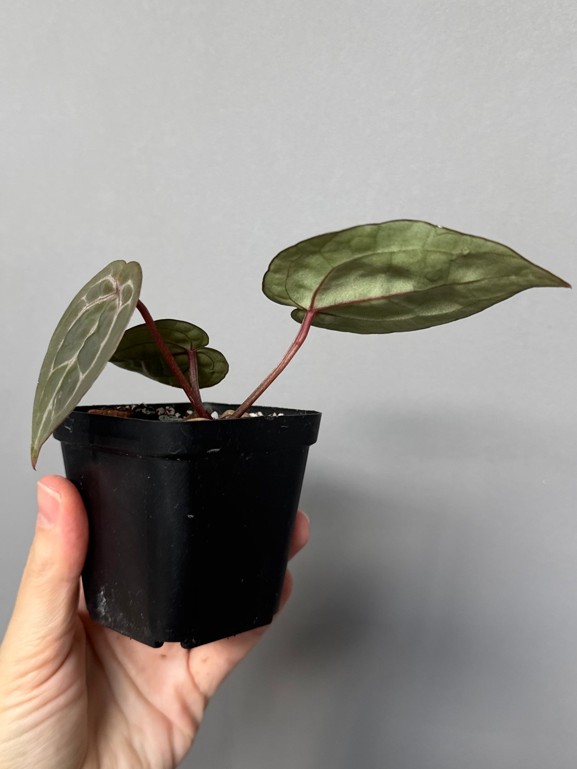 Anthurium Red Crystallinum NSE x Red Crystallinum Tezula
