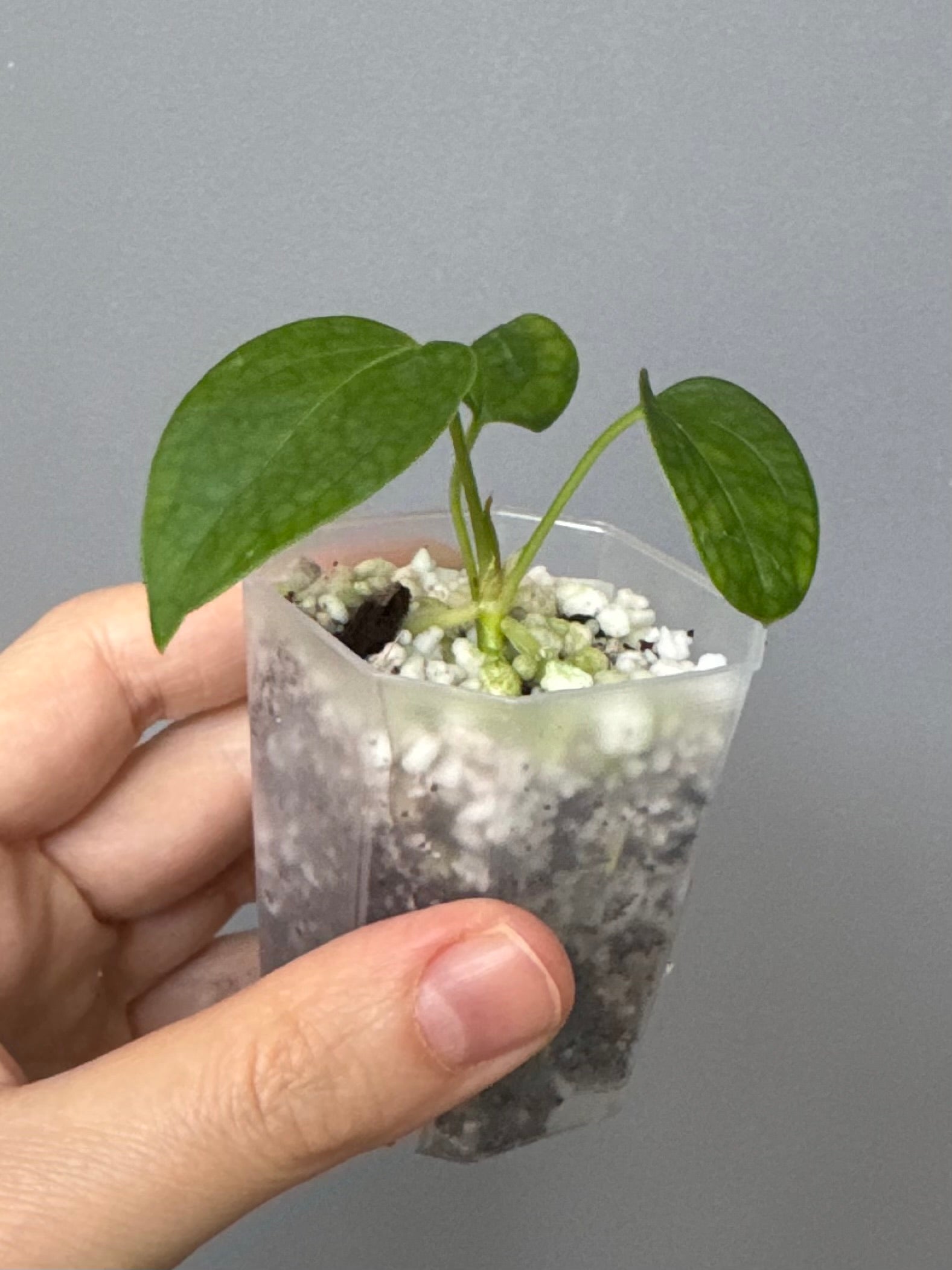 Anthurium (Queen of Hearts x besseae aff OR forgetii) x NSE CarlaX