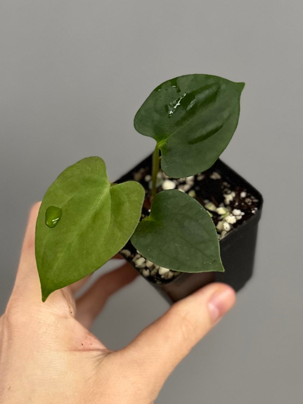 Anthurium ((BVEP x Portillae Dorito) x (Dark Phoenix x Goliath)) x (Fort Sherman x RVDP)
