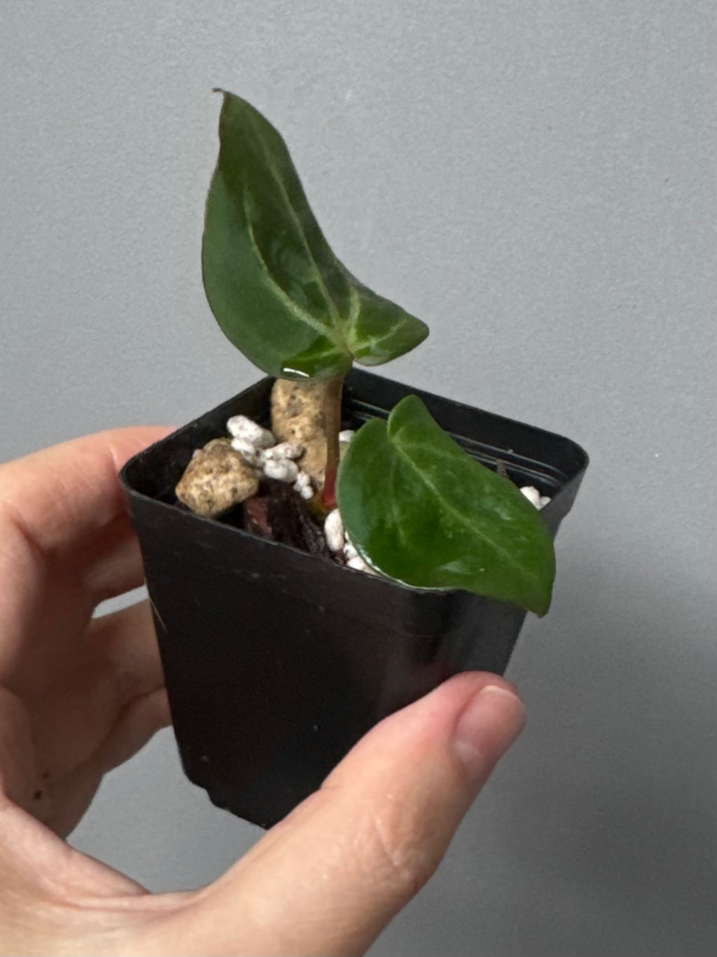 Anthurium Carlablackiae RA5x10 x open