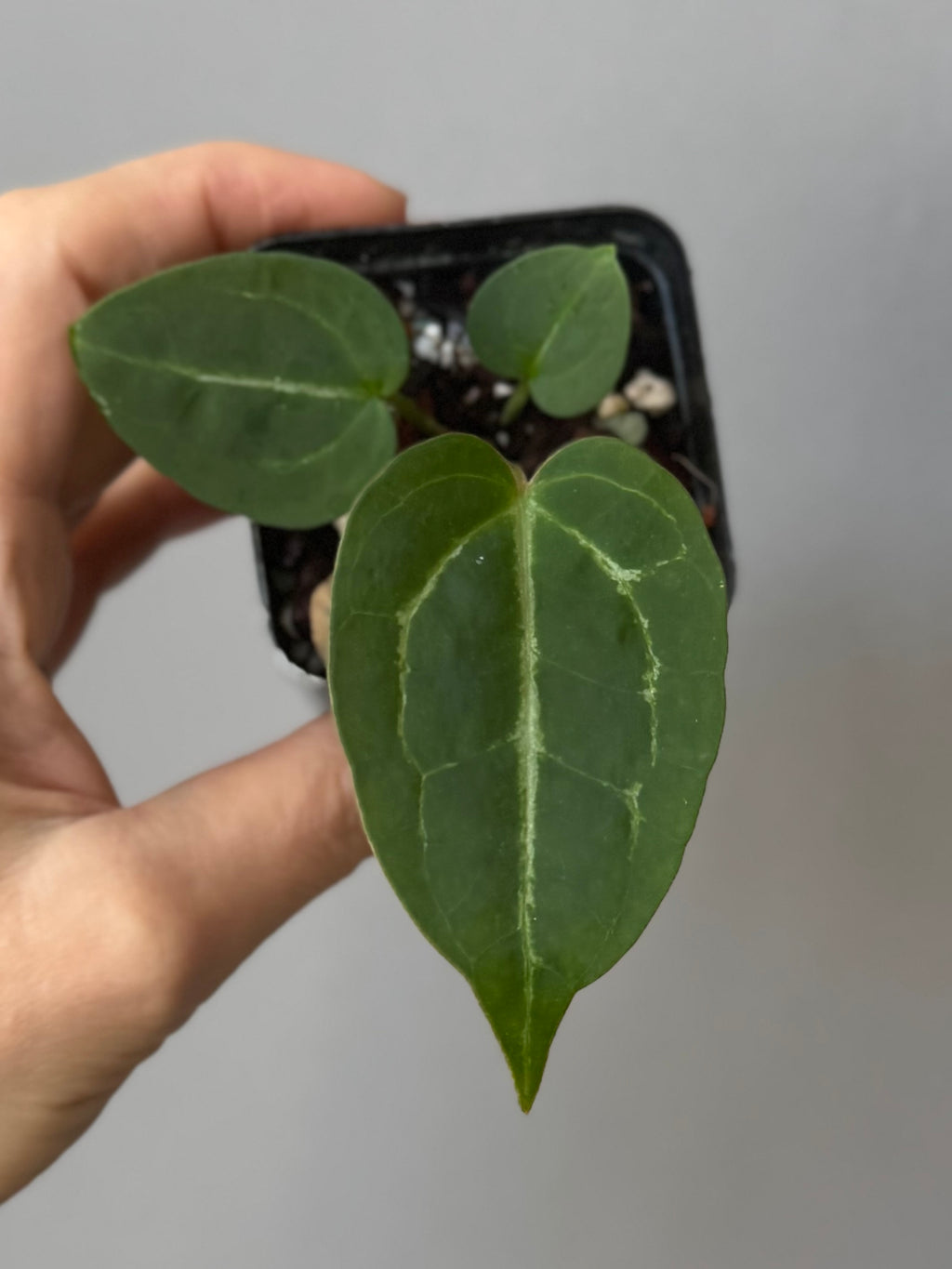 Anthurium Crystallinum x (Crystal Select Color x Michelle)