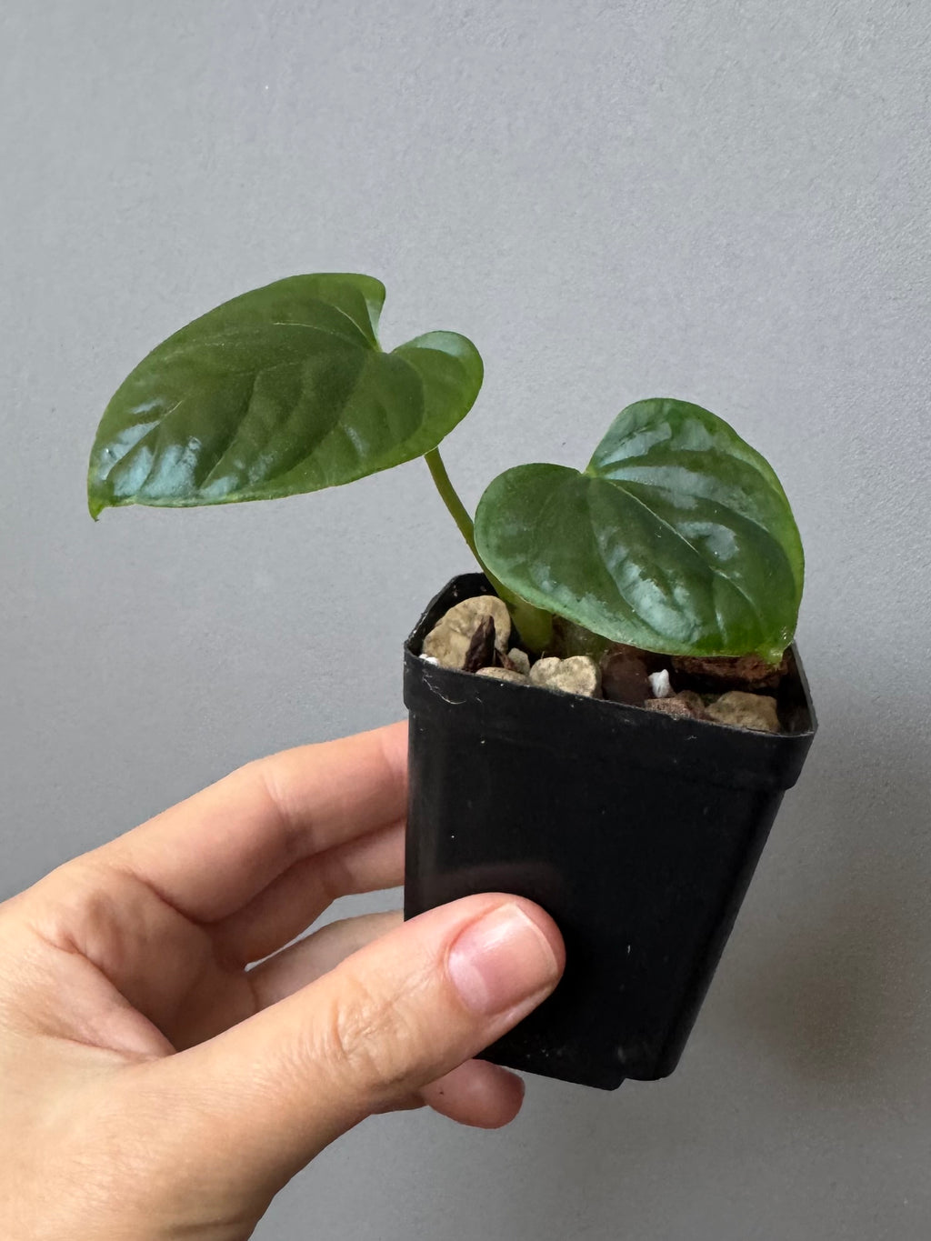 Anthurium debilis (#1) - cutting