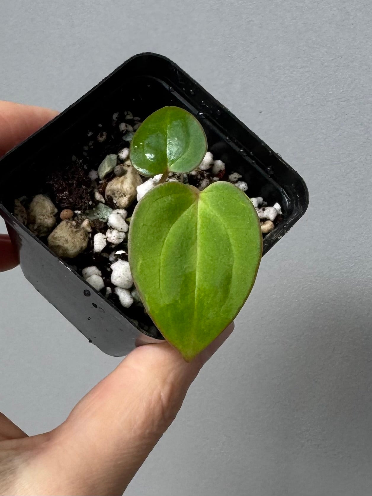 anthurium besseae vs crystallinum Anthurium (carlablackiae x papillilaminum) X besseae aff. (#2) – crystallinum & co