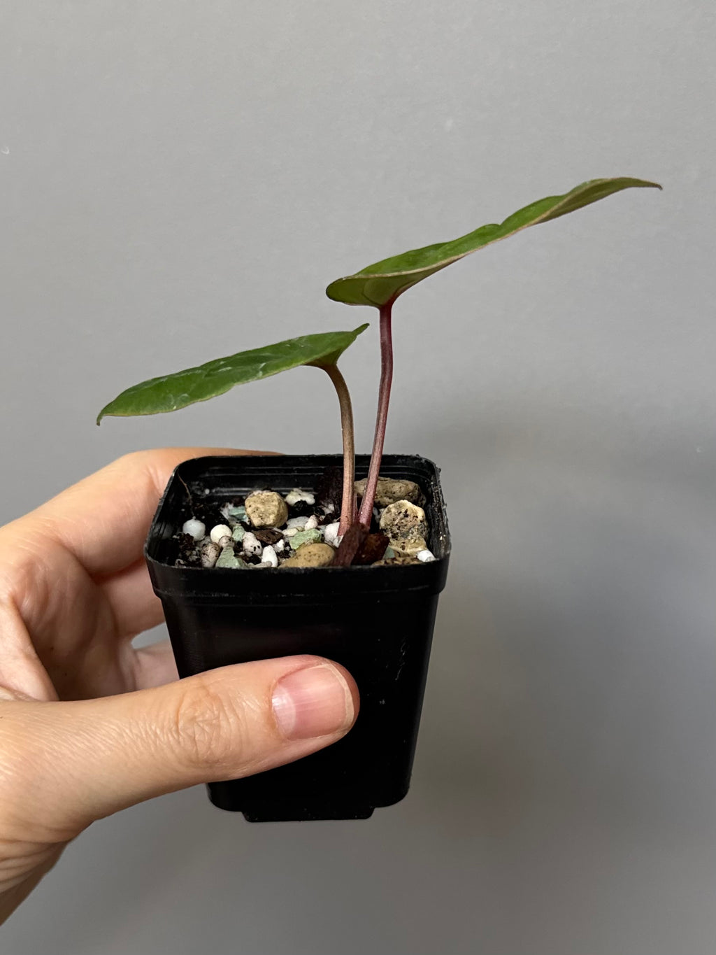 Anthurium ‚Bloodmoon‘ Klon