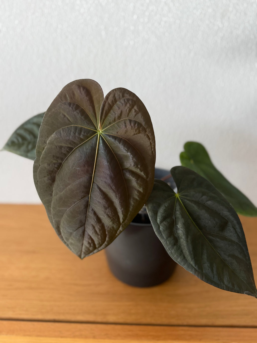 Anthurium cerrocampanense x RG dressleri