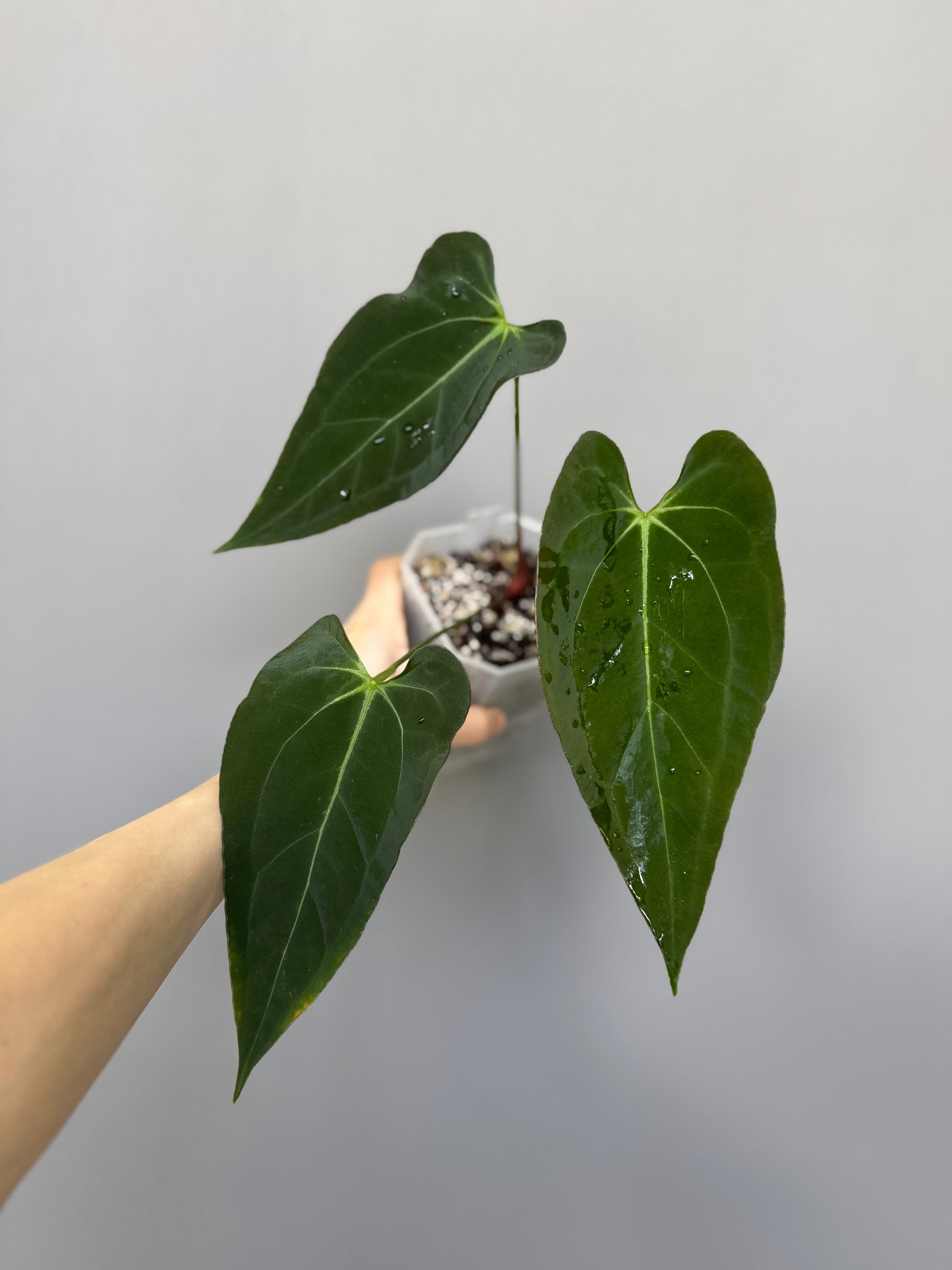 Anthurium Papillilaminum Hybrid xself