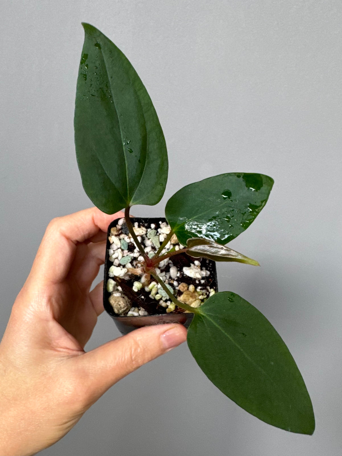 Anthurium portillae ‚Dorito‘ Klon Ableger