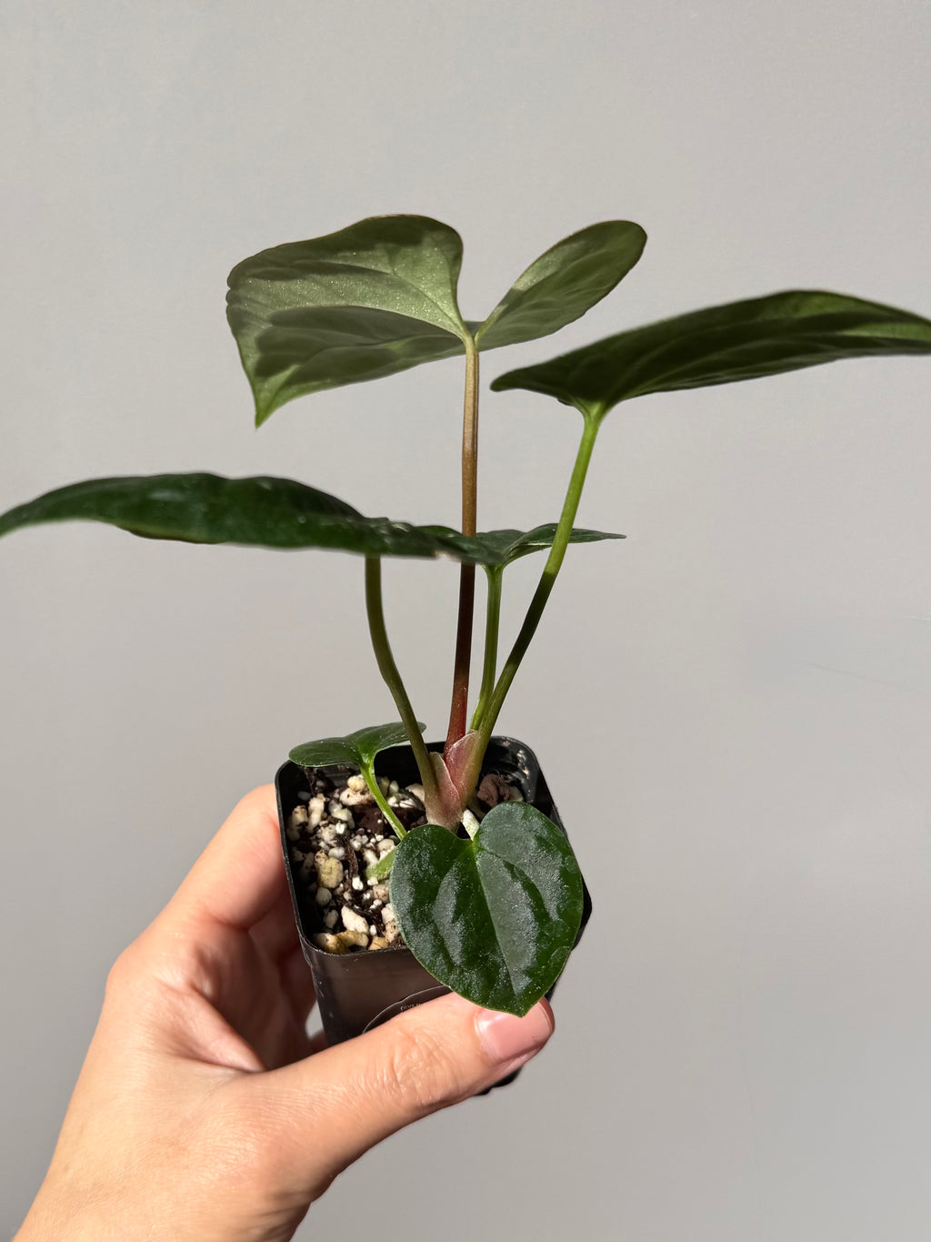 Anthurium ((BVEP x Portillae Dorito) x (Dark Phoenix x Goliath)) x (Fort Sherman x RVDP)