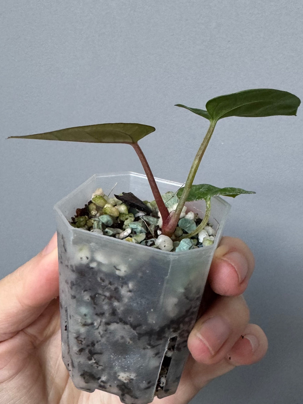 Anthurium AOS df Tezula x Carlablackiae