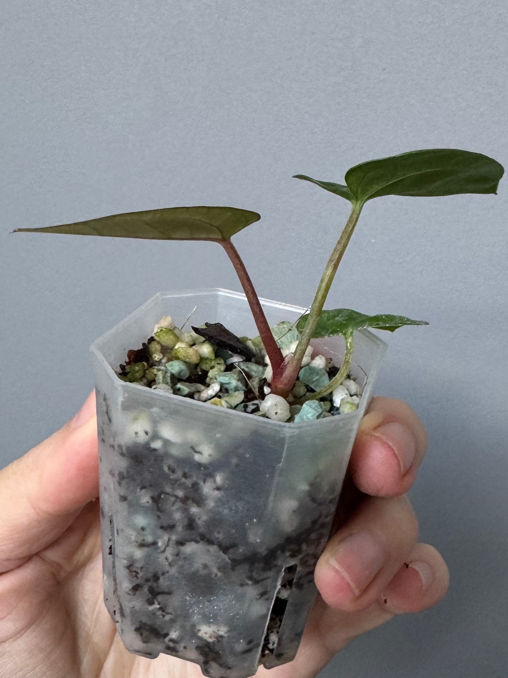 Anthurium AOS df Tezula x Carlablackiae