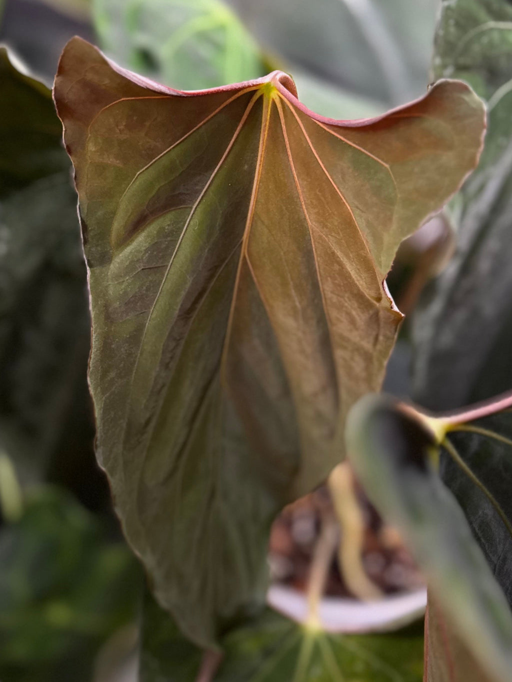 Anthurium papillilaminum Ralph Lynam xself (Dwane/nodeboi)