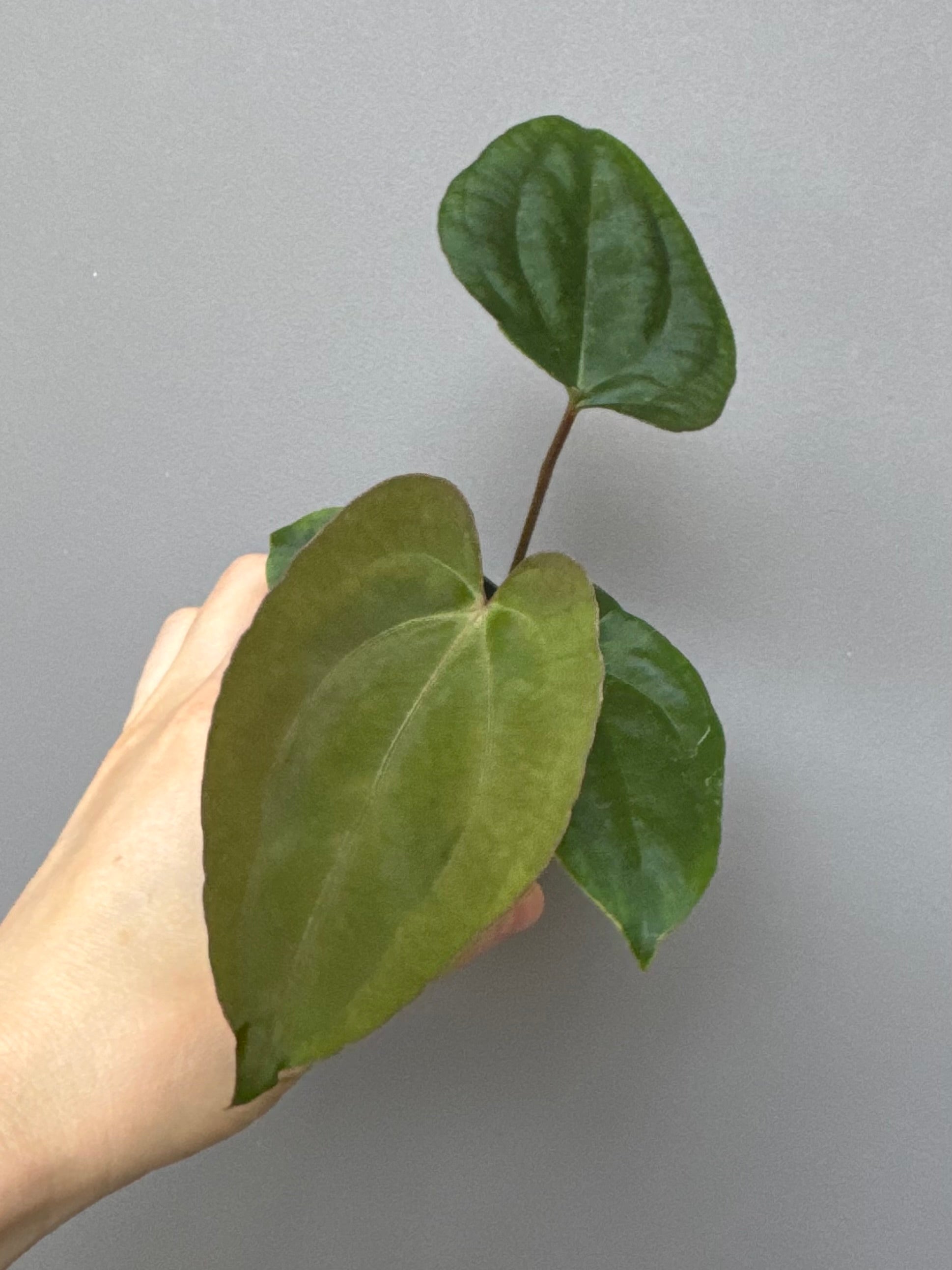 (Papillilaminum Daniel x Besseae aff.) X RVDP